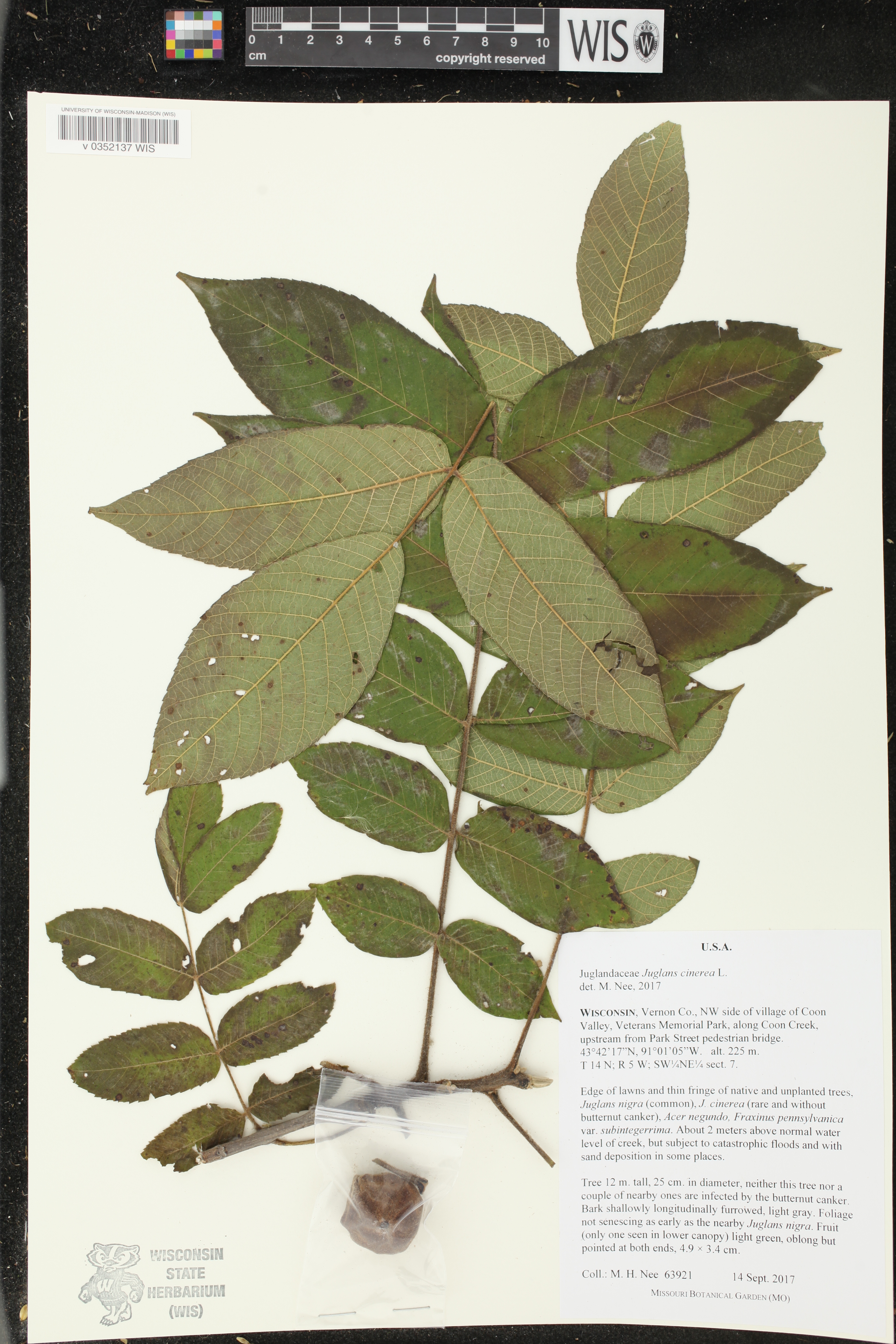 Juglans cinerea image