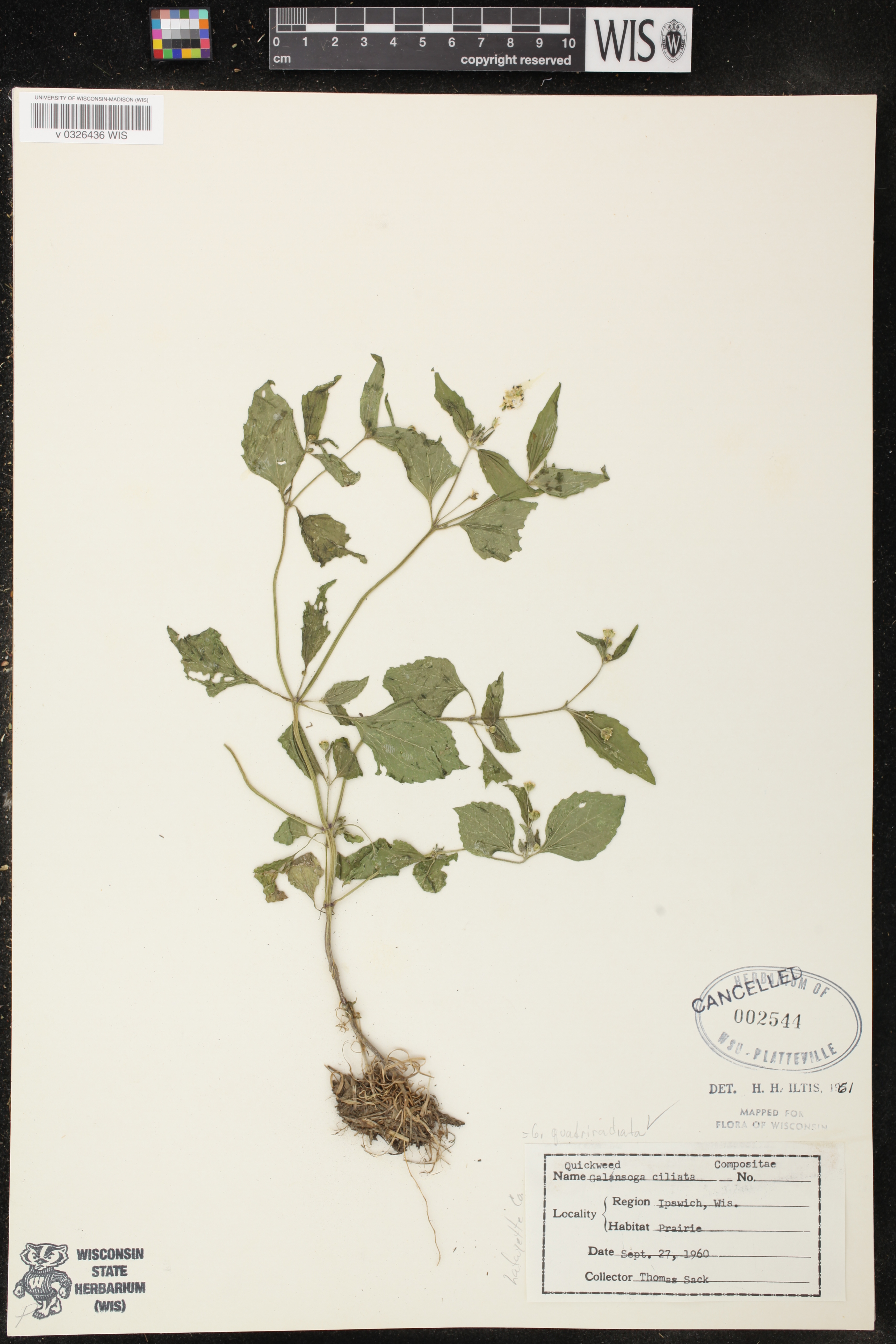 Galinsoga quadriradiata image
