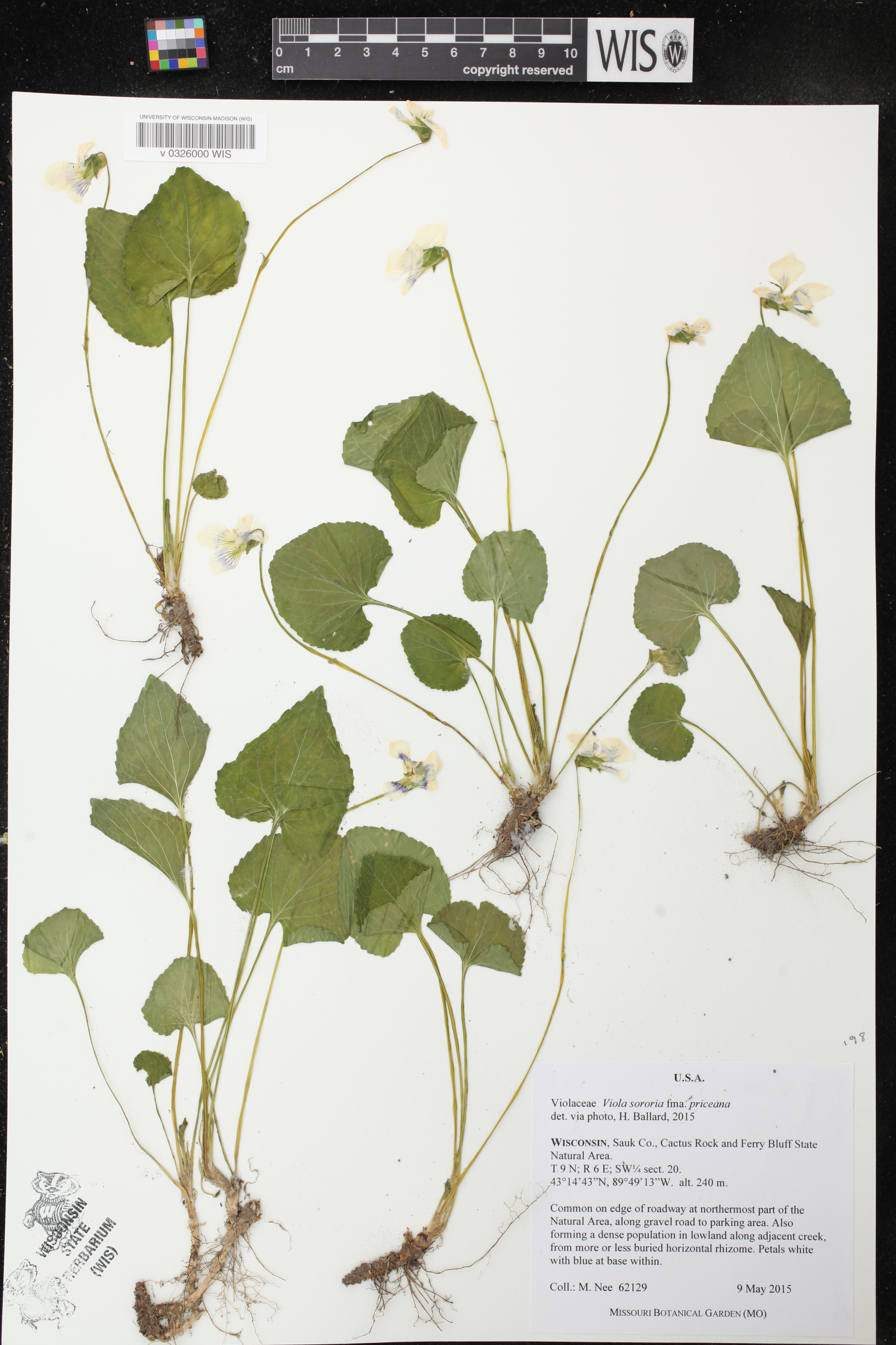 Viola sororia f. priceana image