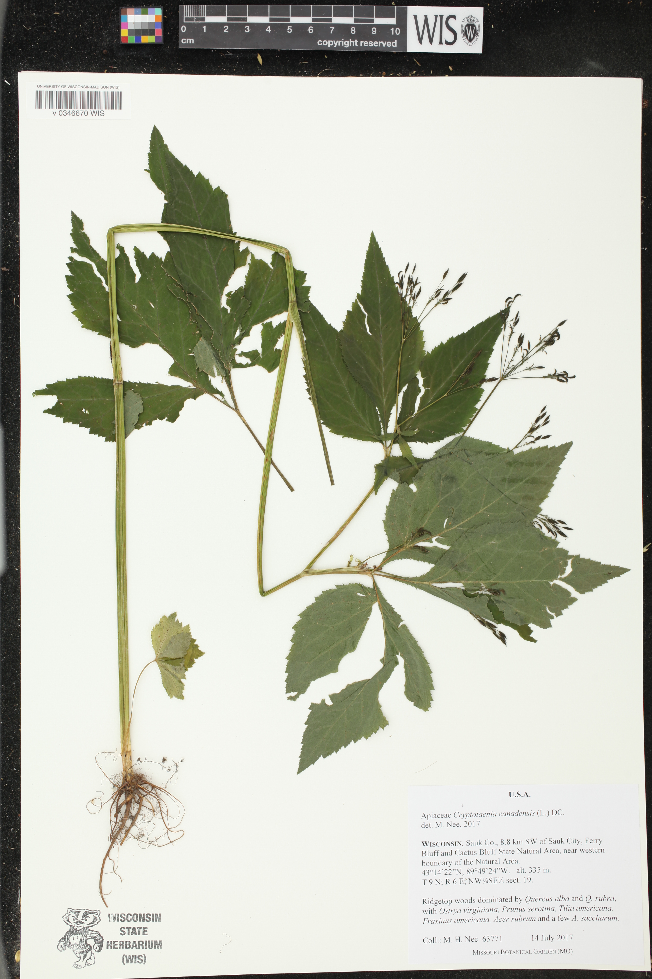 Cryptotaenia canadensis image