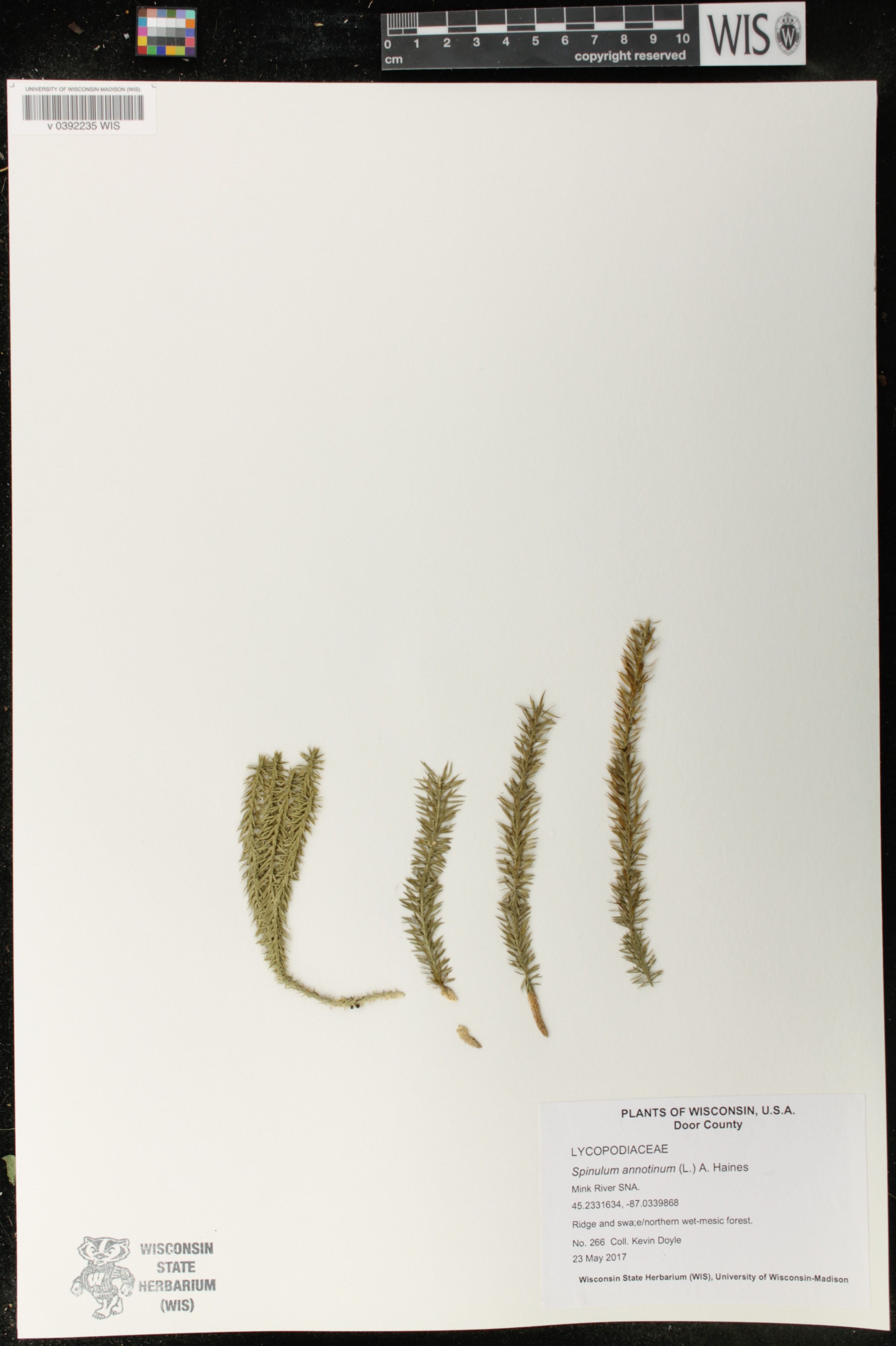 Spinulum annotinum image