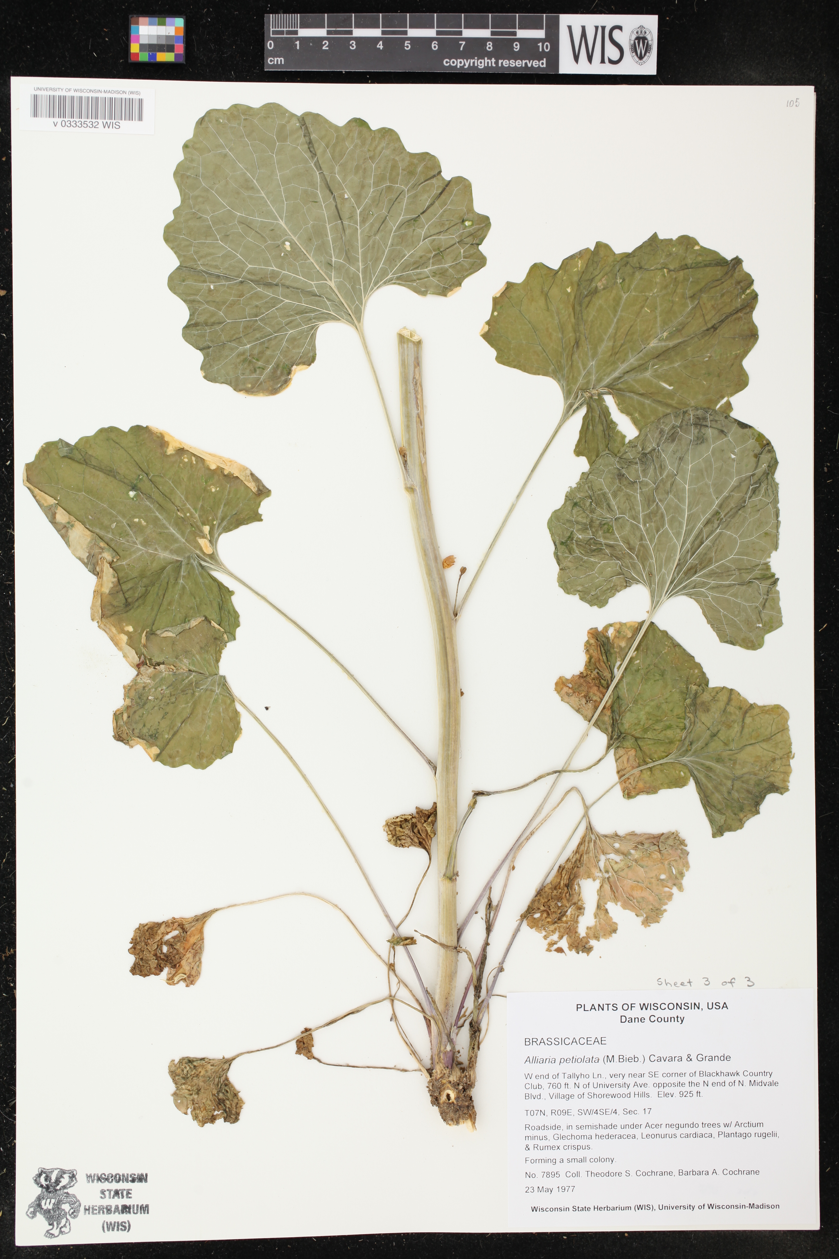 Alliaria petiolata image