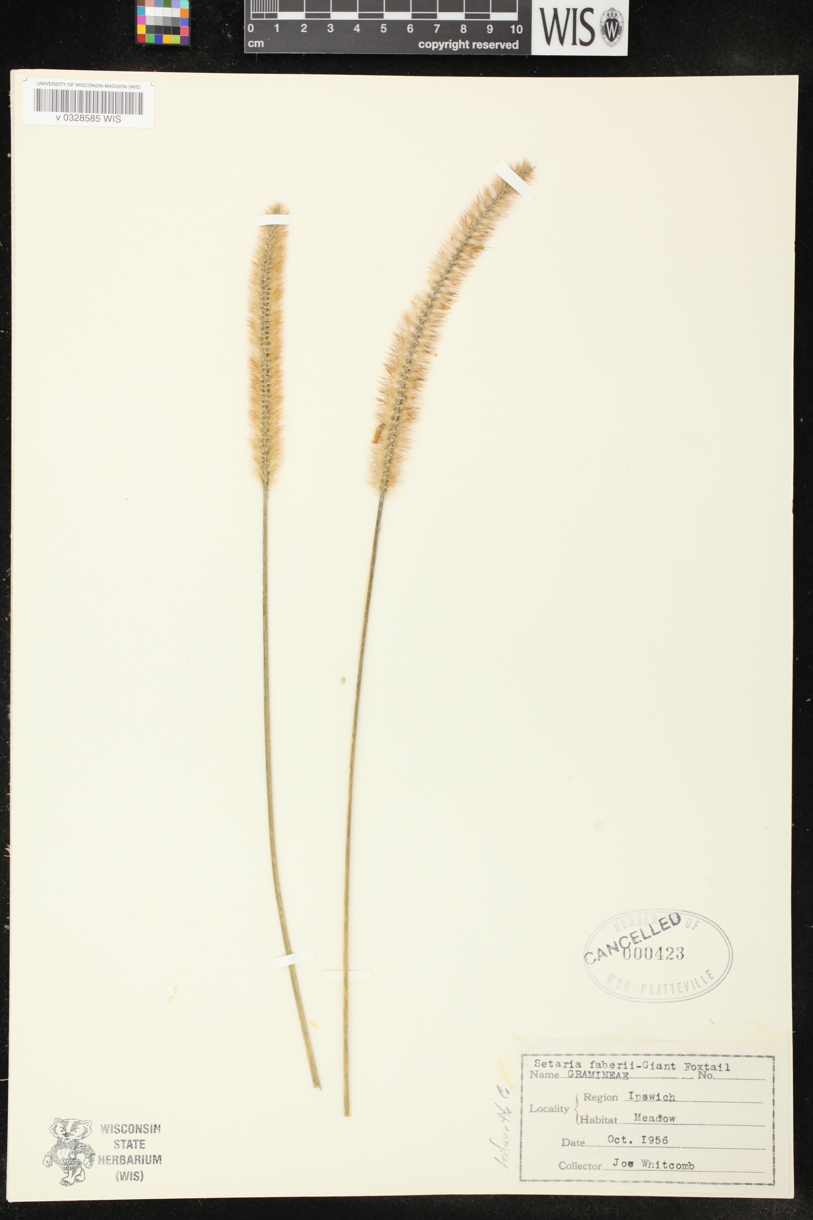 Setaria faberi image
