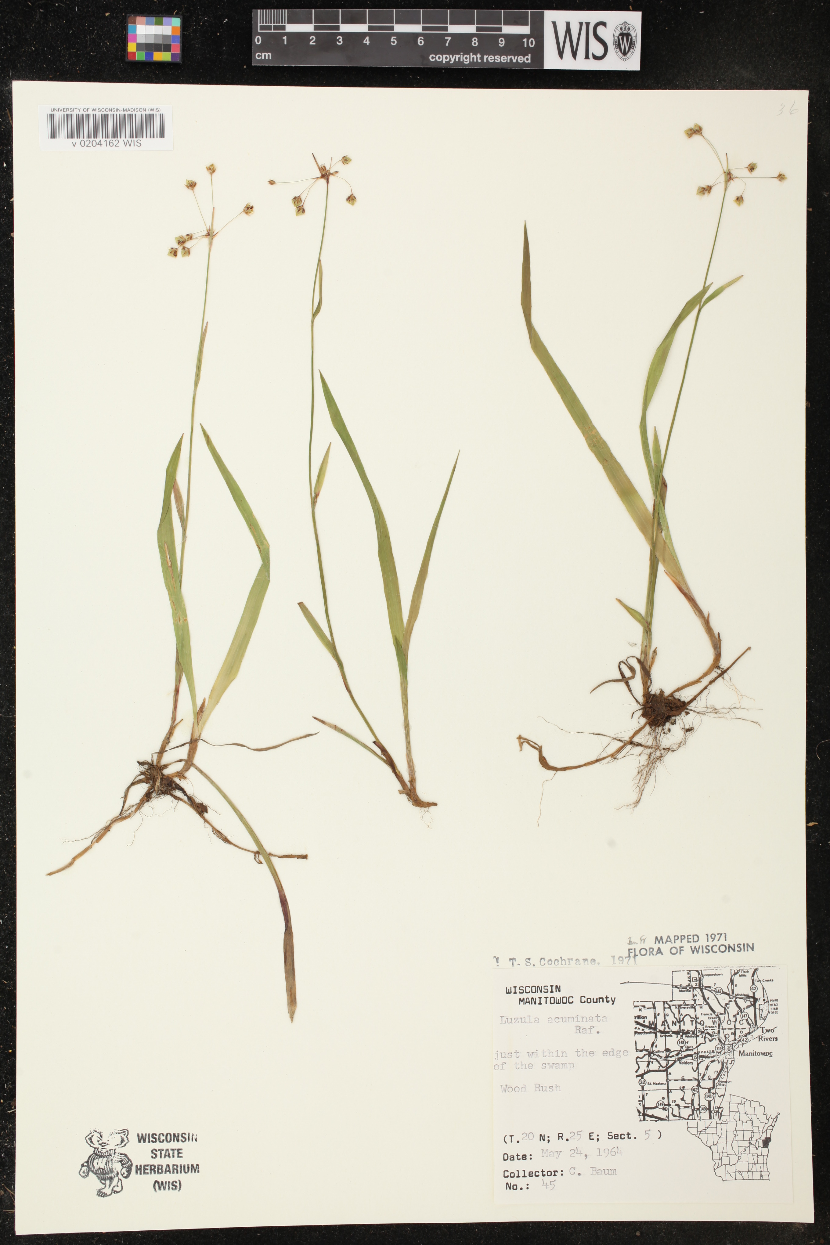 Luzula acuminata image