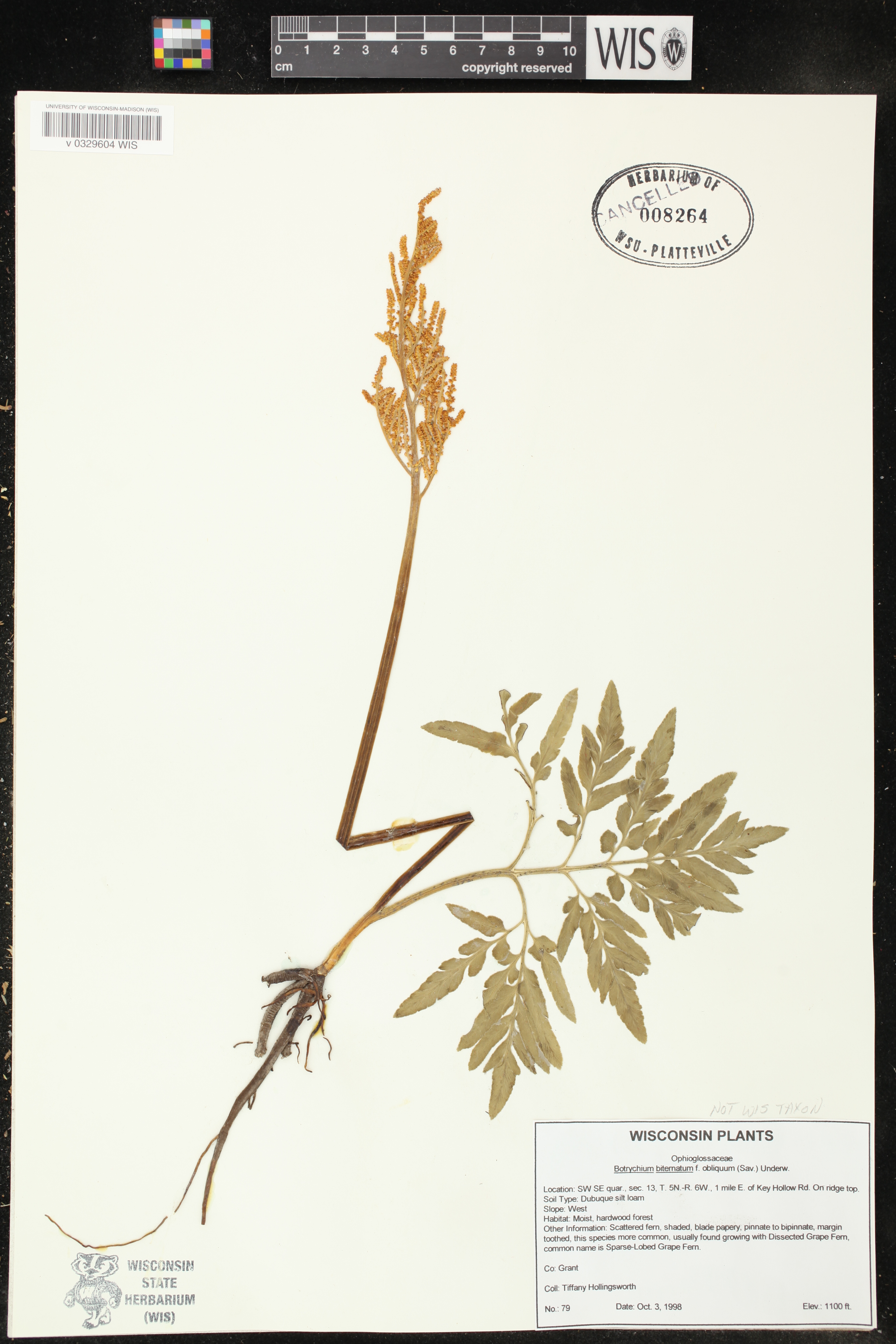 Sceptridium dissectum image