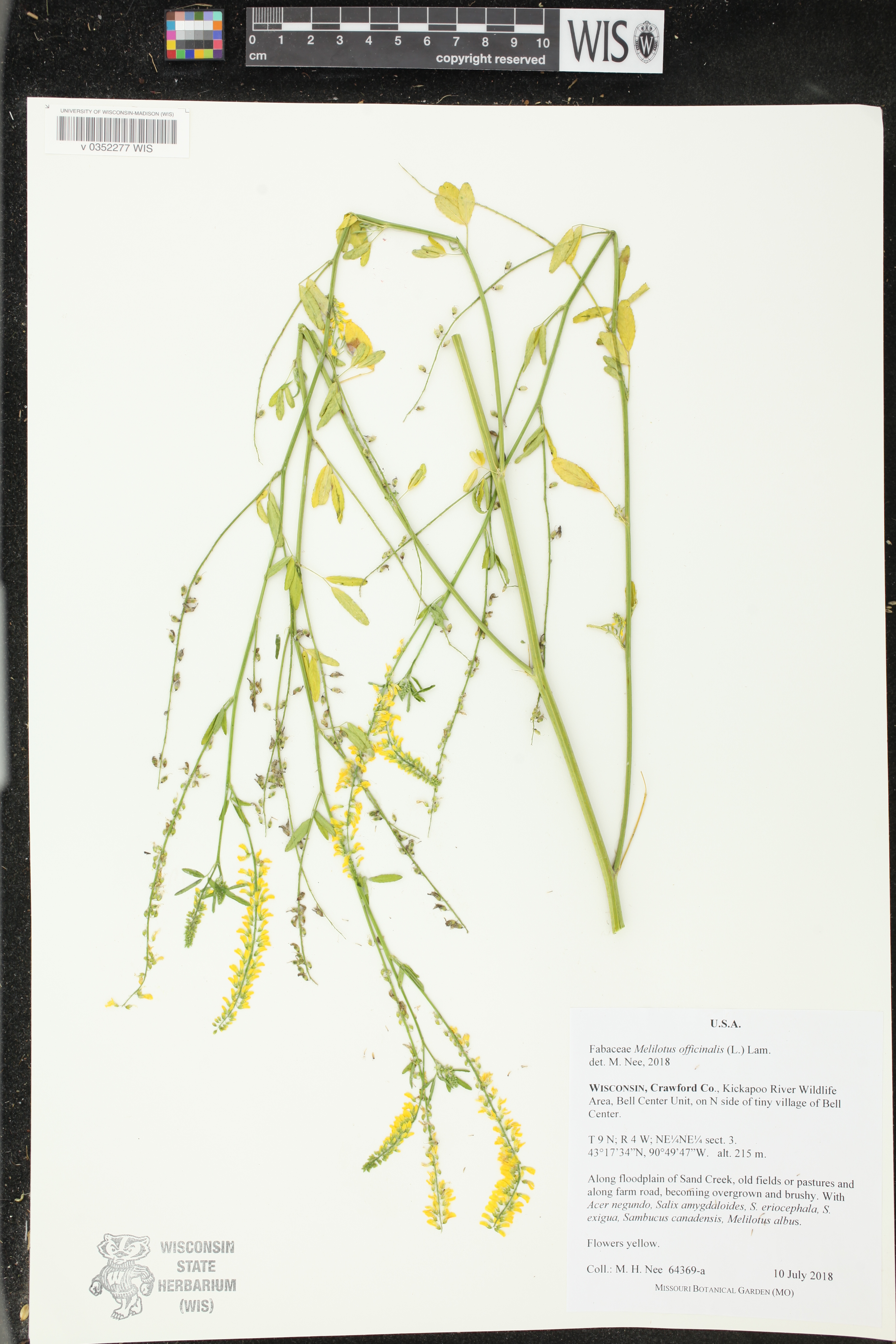 Melilotus officinalis image