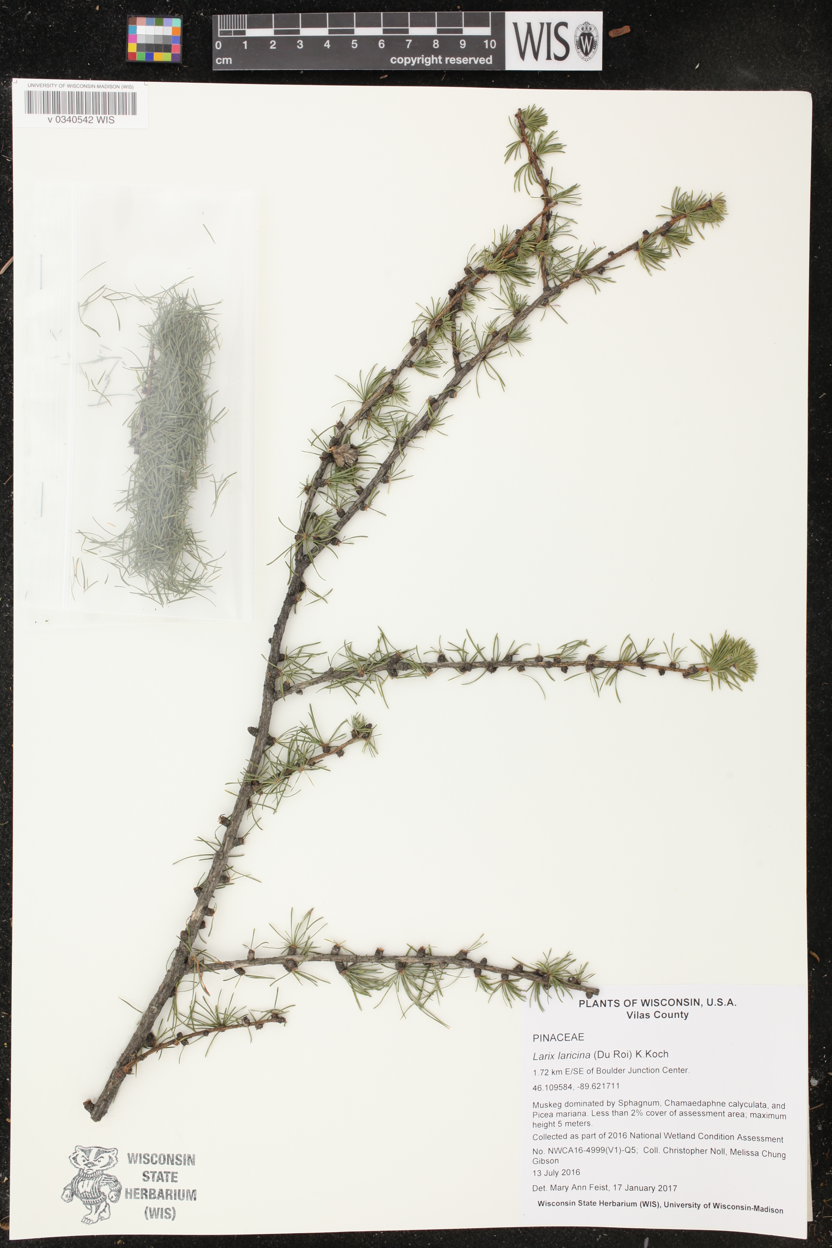 Larix laricina image