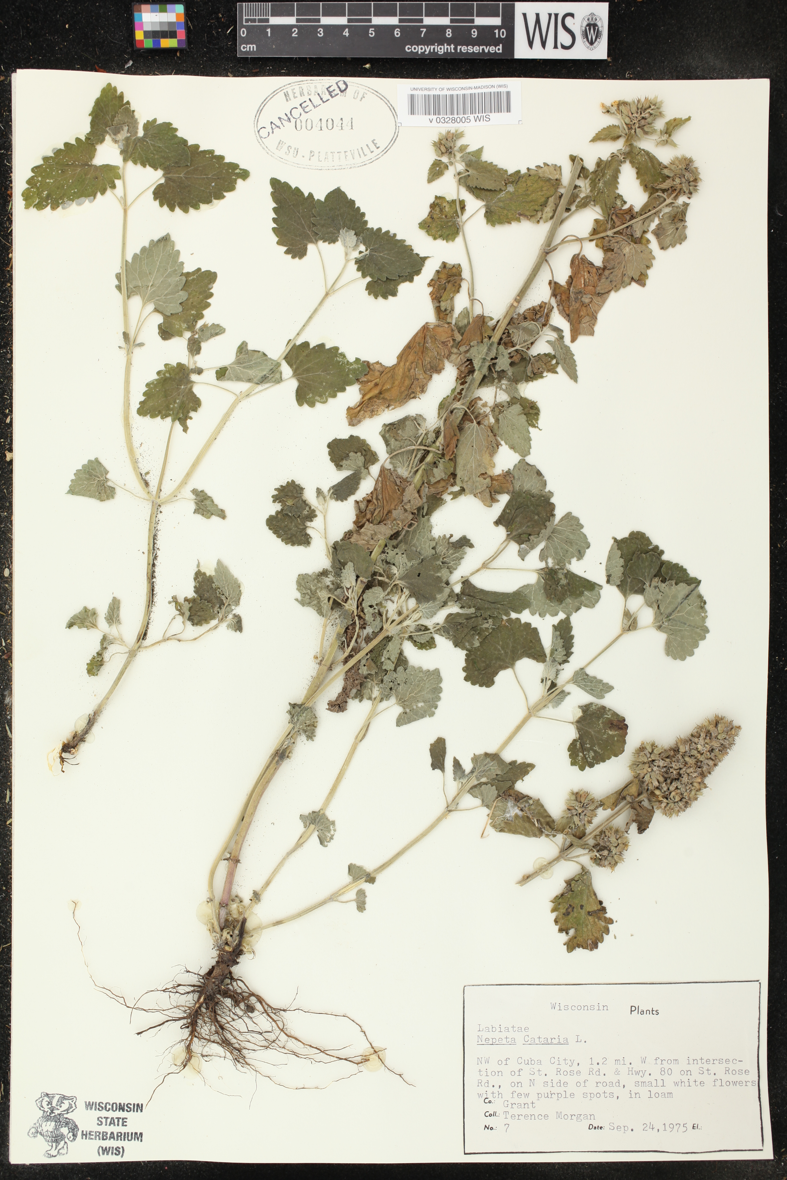 Nepeta cataria image