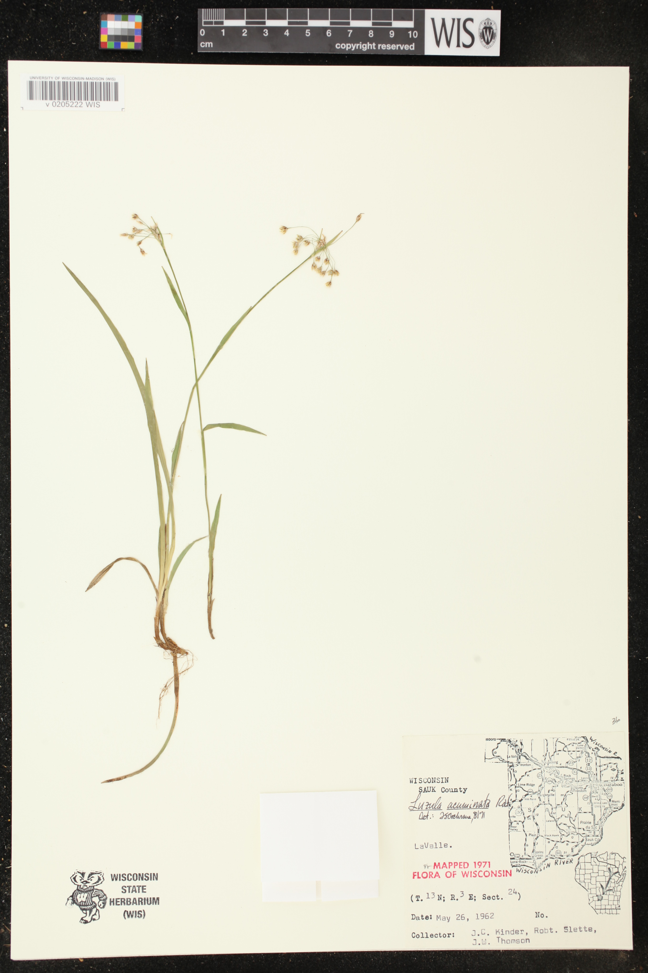 Luzula acuminata image