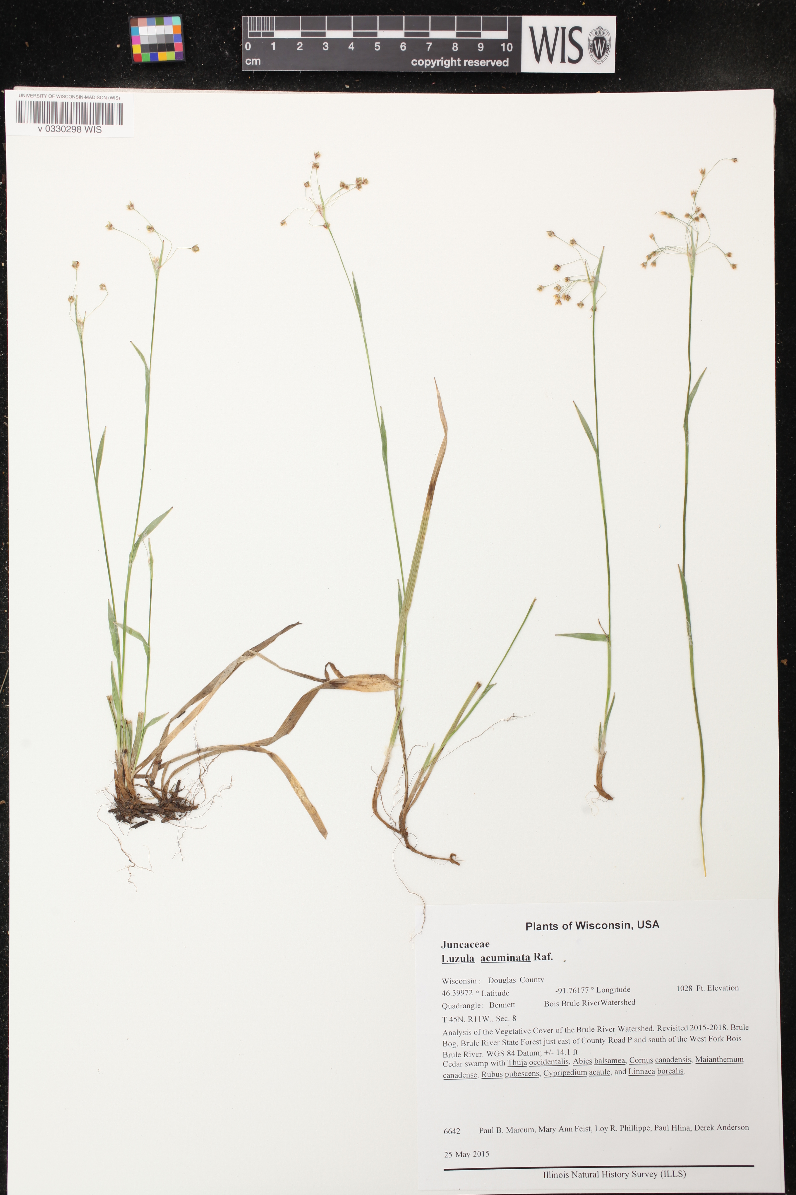 Luzula acuminata image