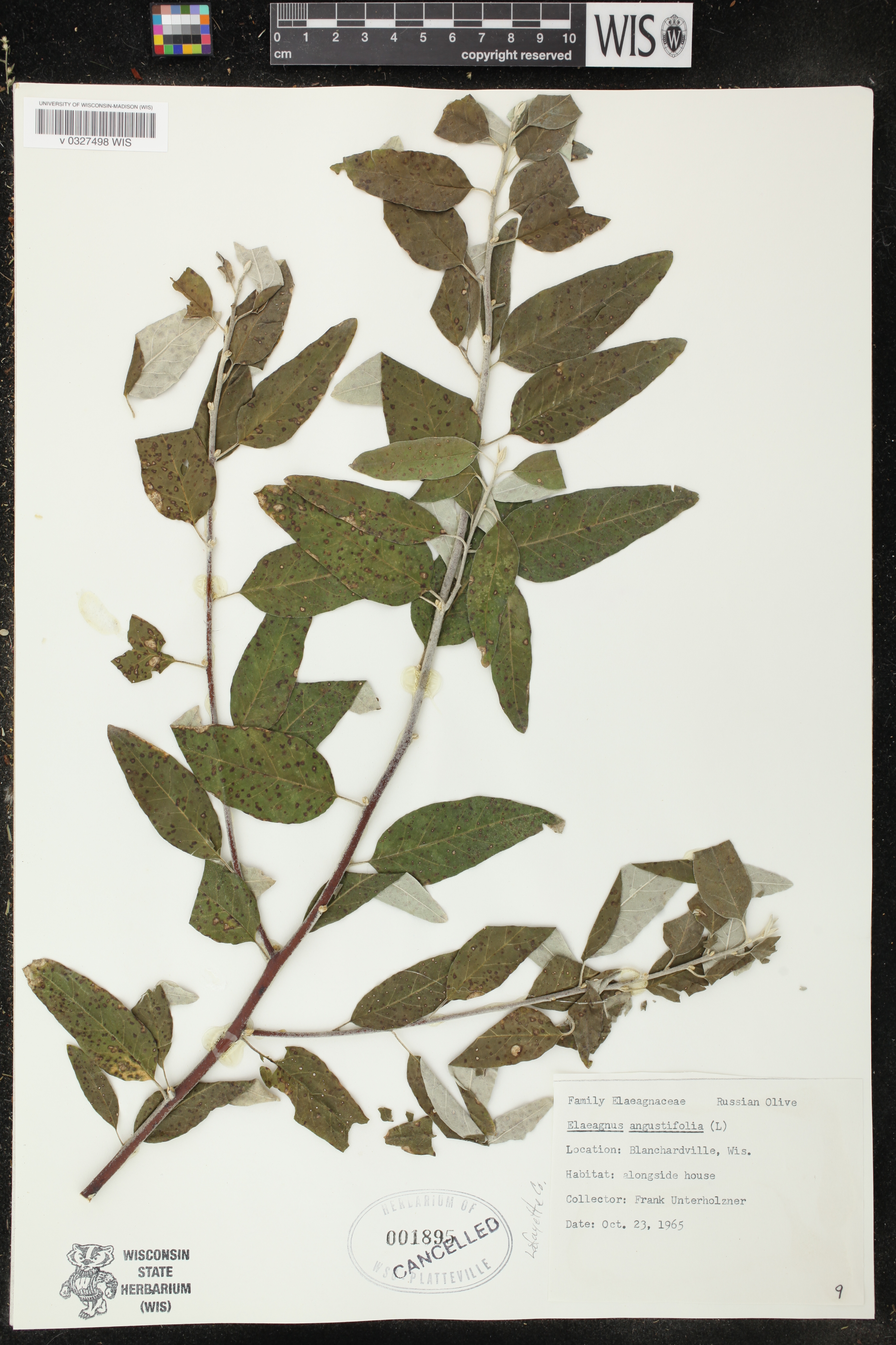 Elaeagnus angustifolia image