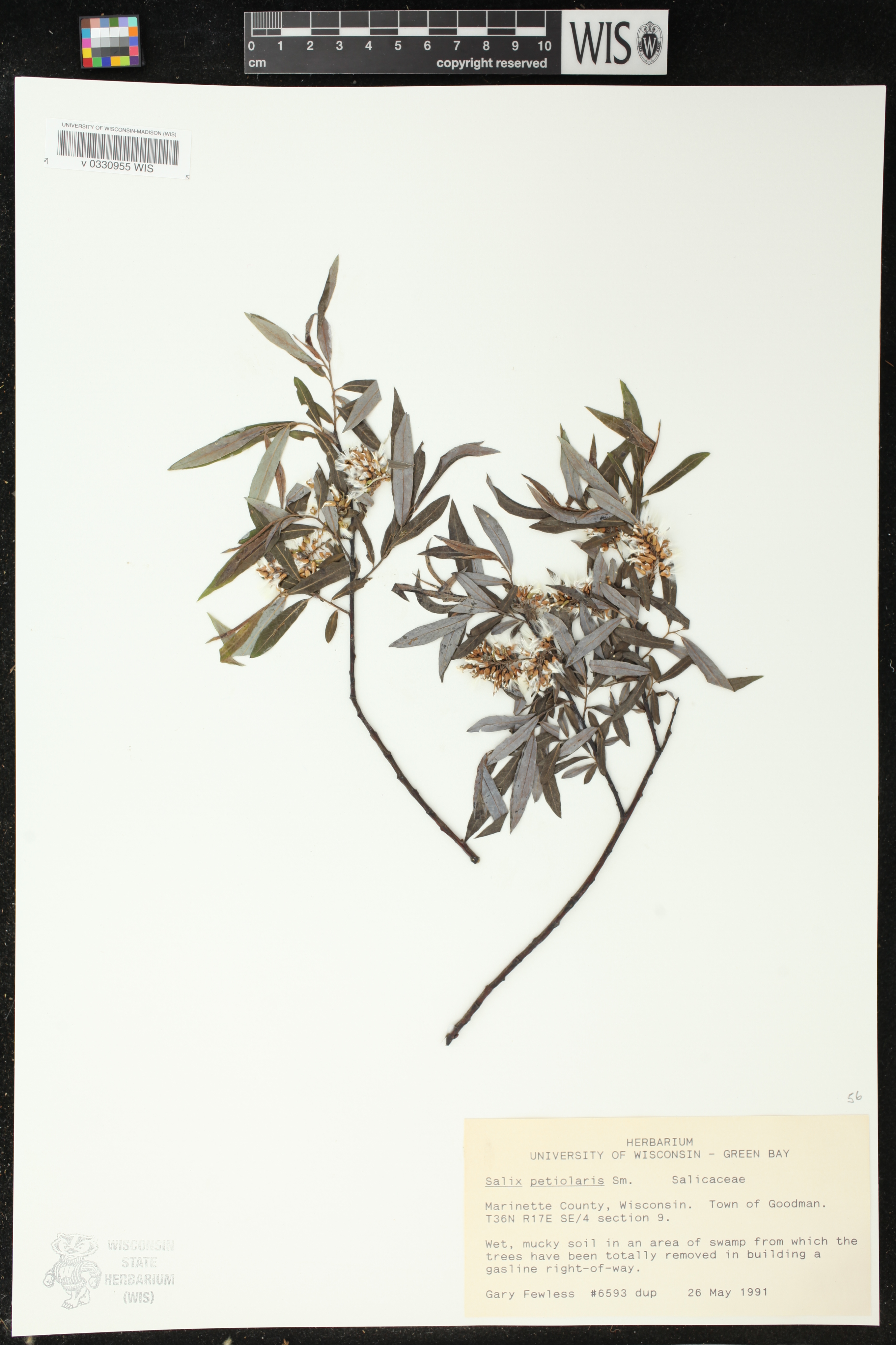Salix petiolaris image