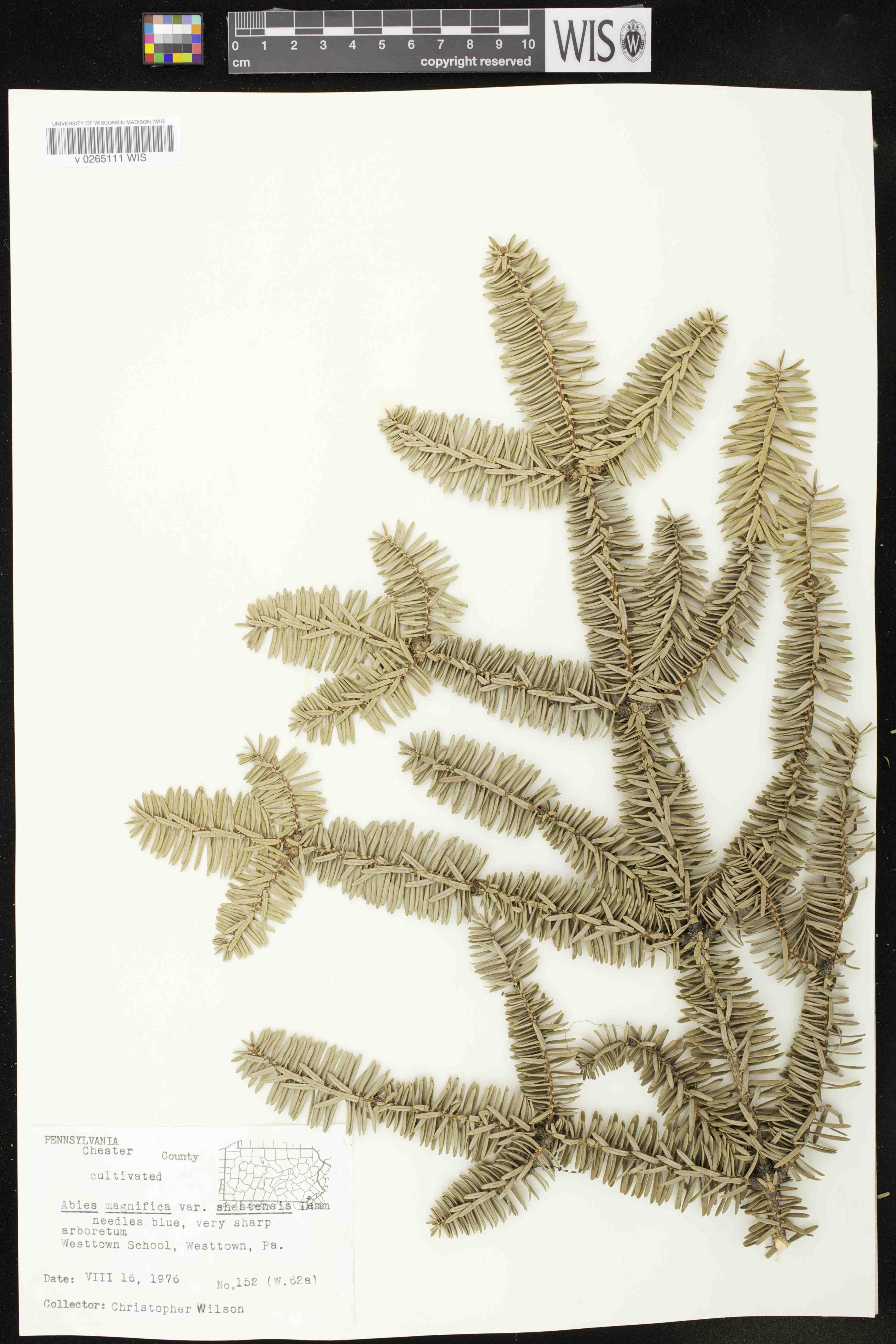 Abies magnifica var. shastensis image