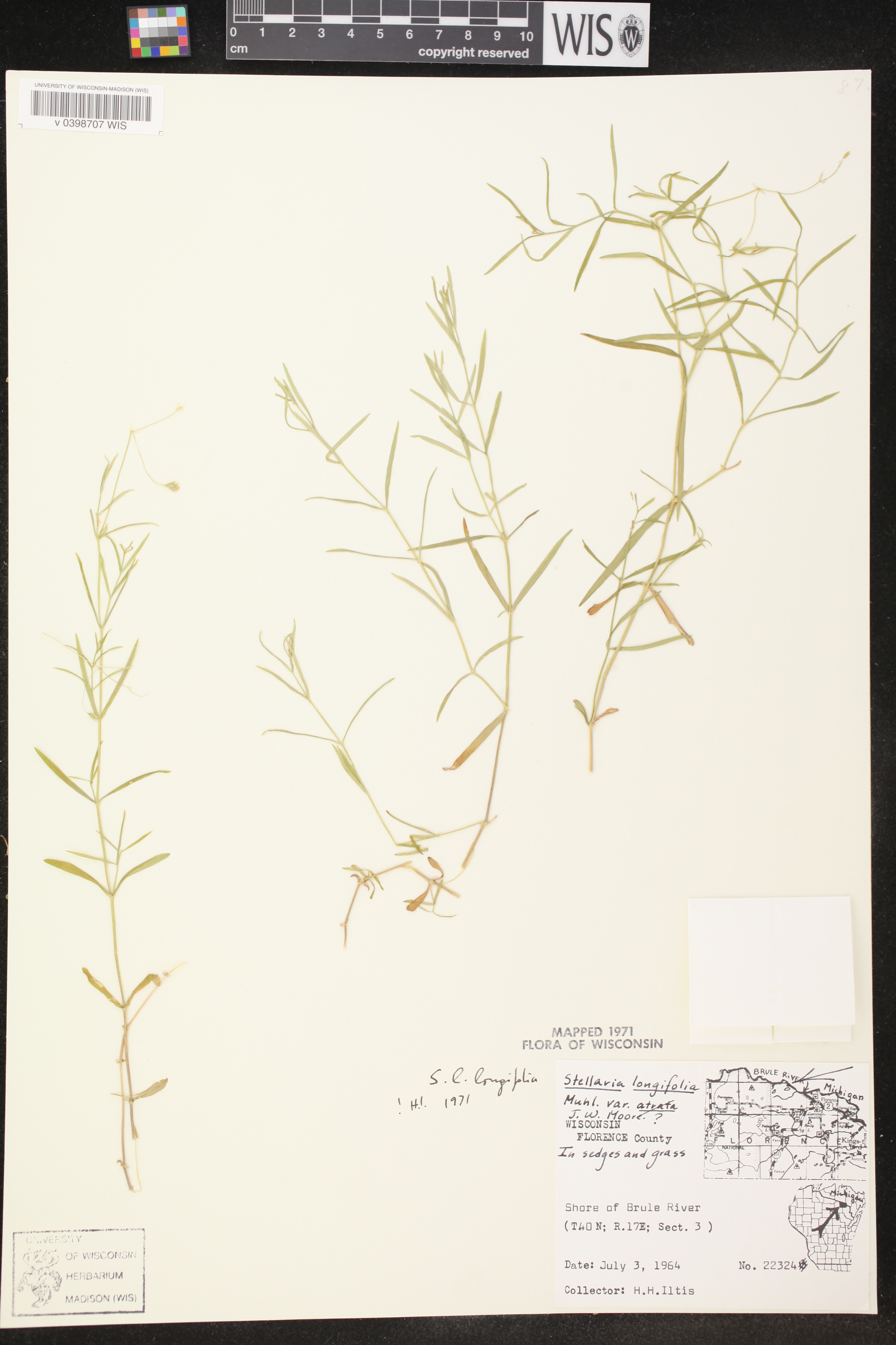 Stellaria longifolia image