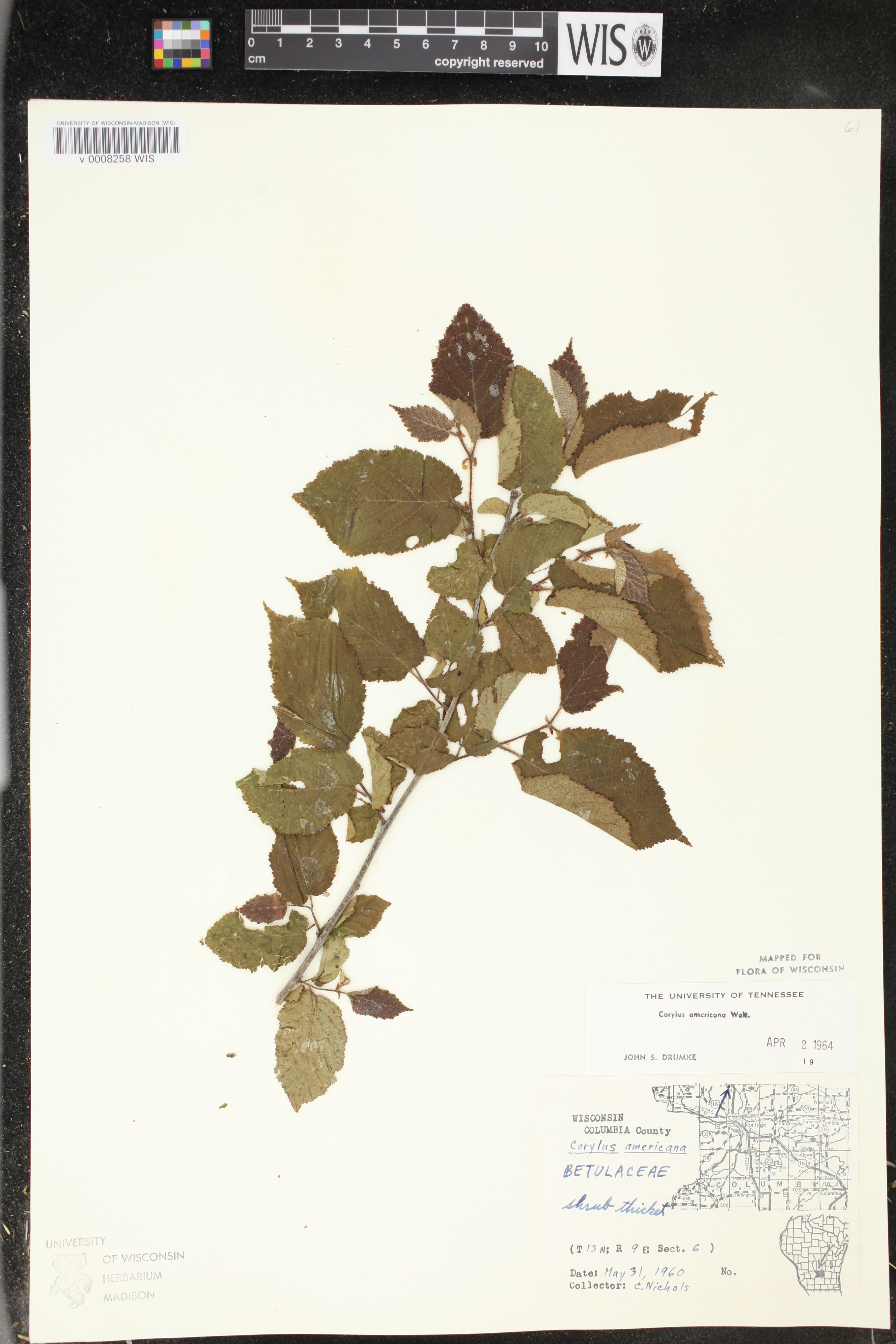 Corylus americana image