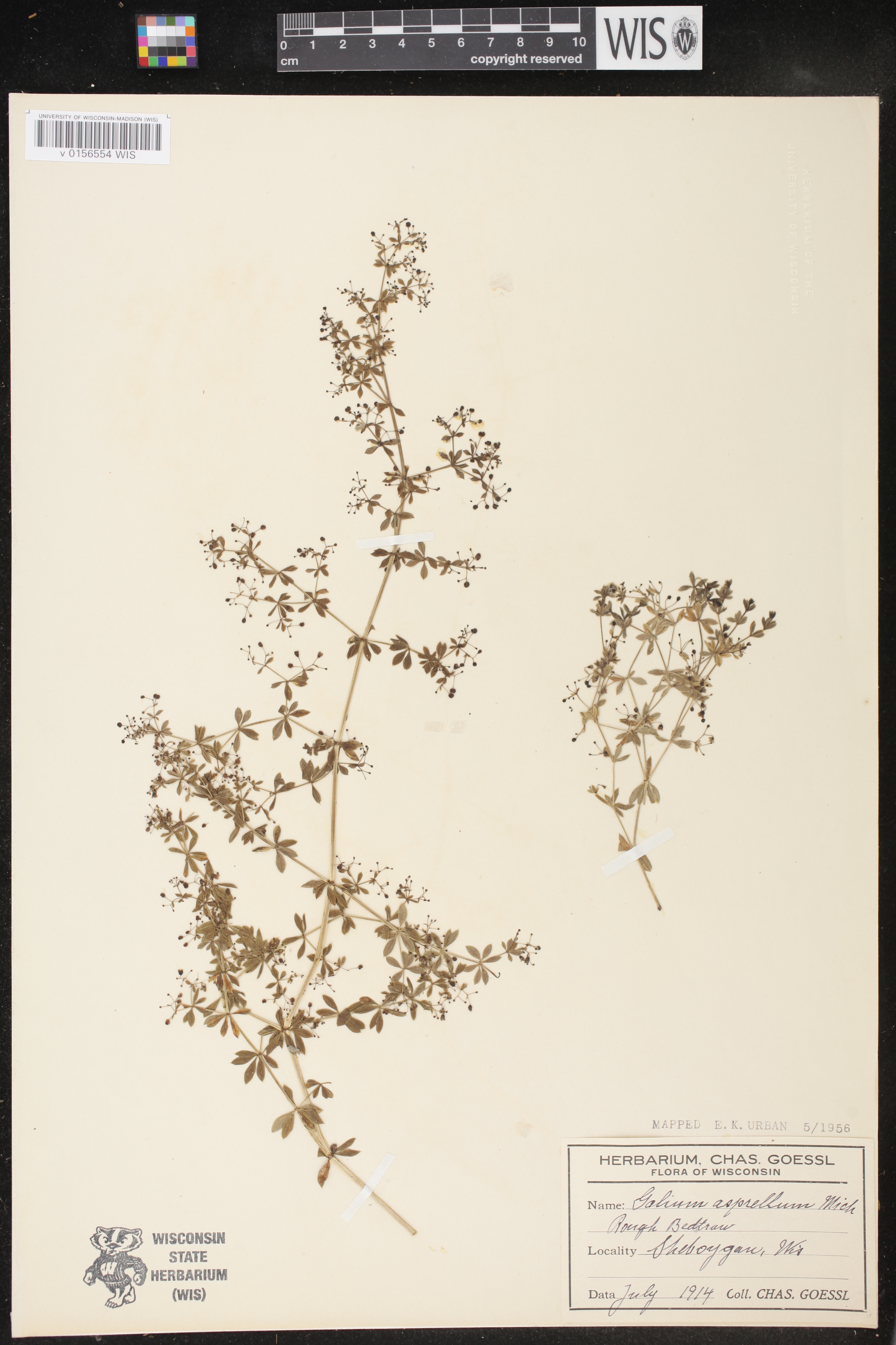 Galium asprellum image