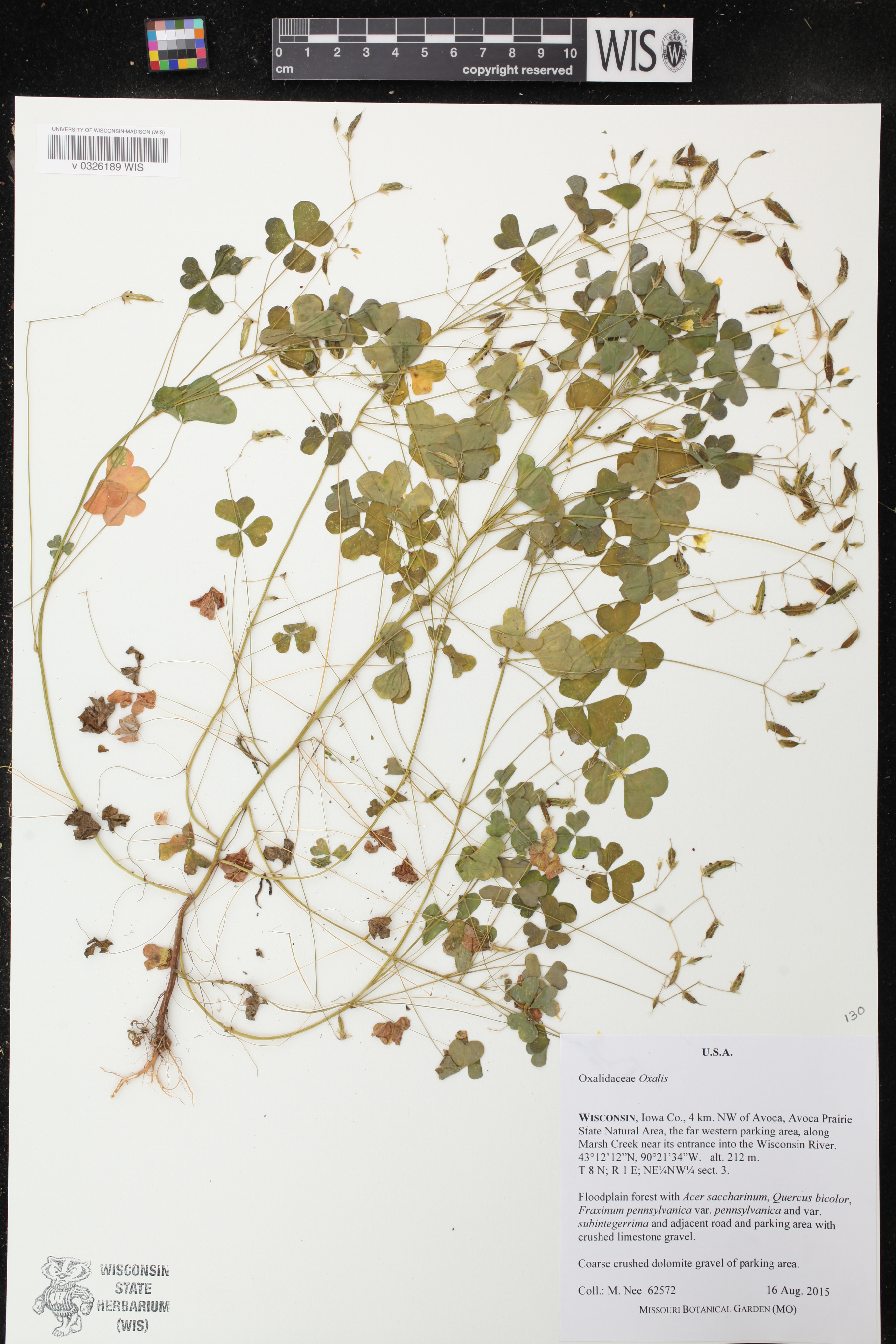 Oxalis stricta image