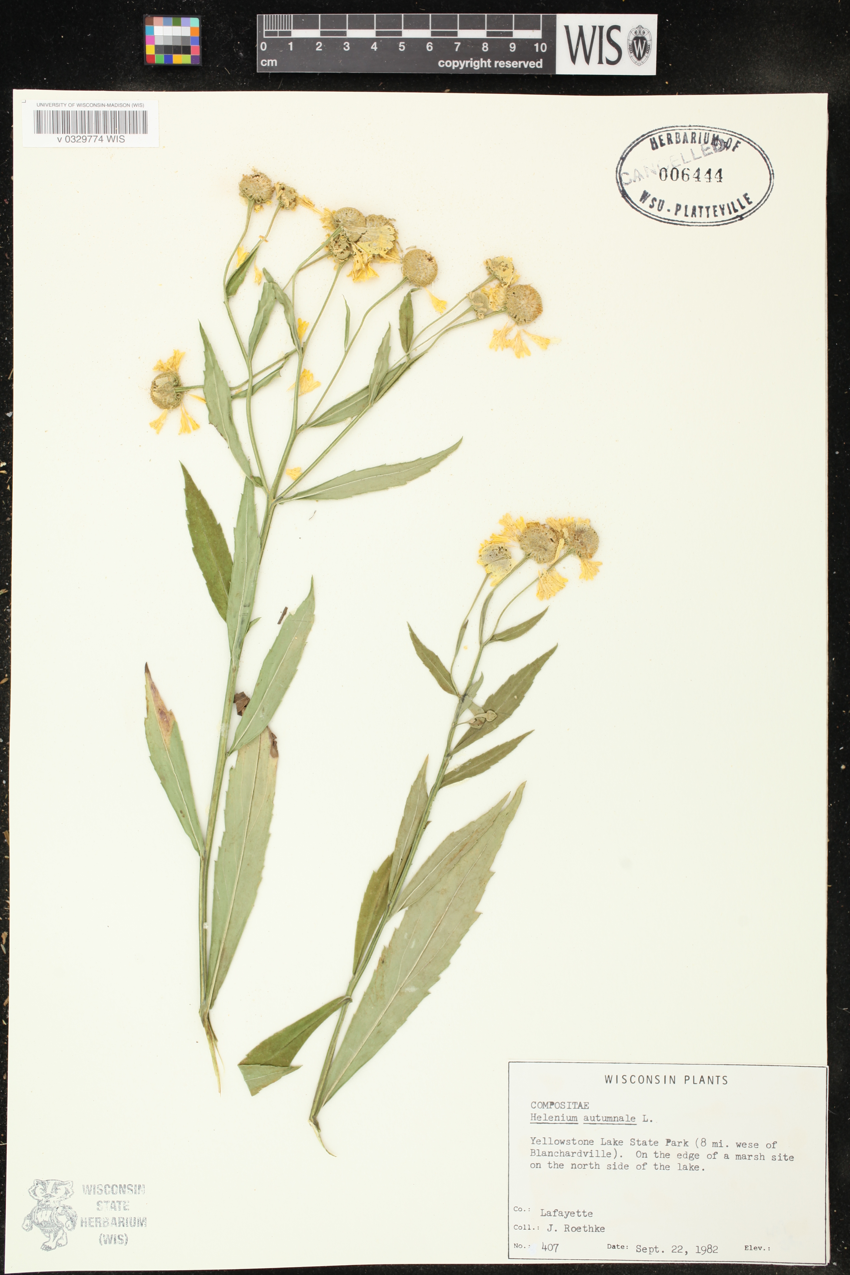 Helenium autumnale image