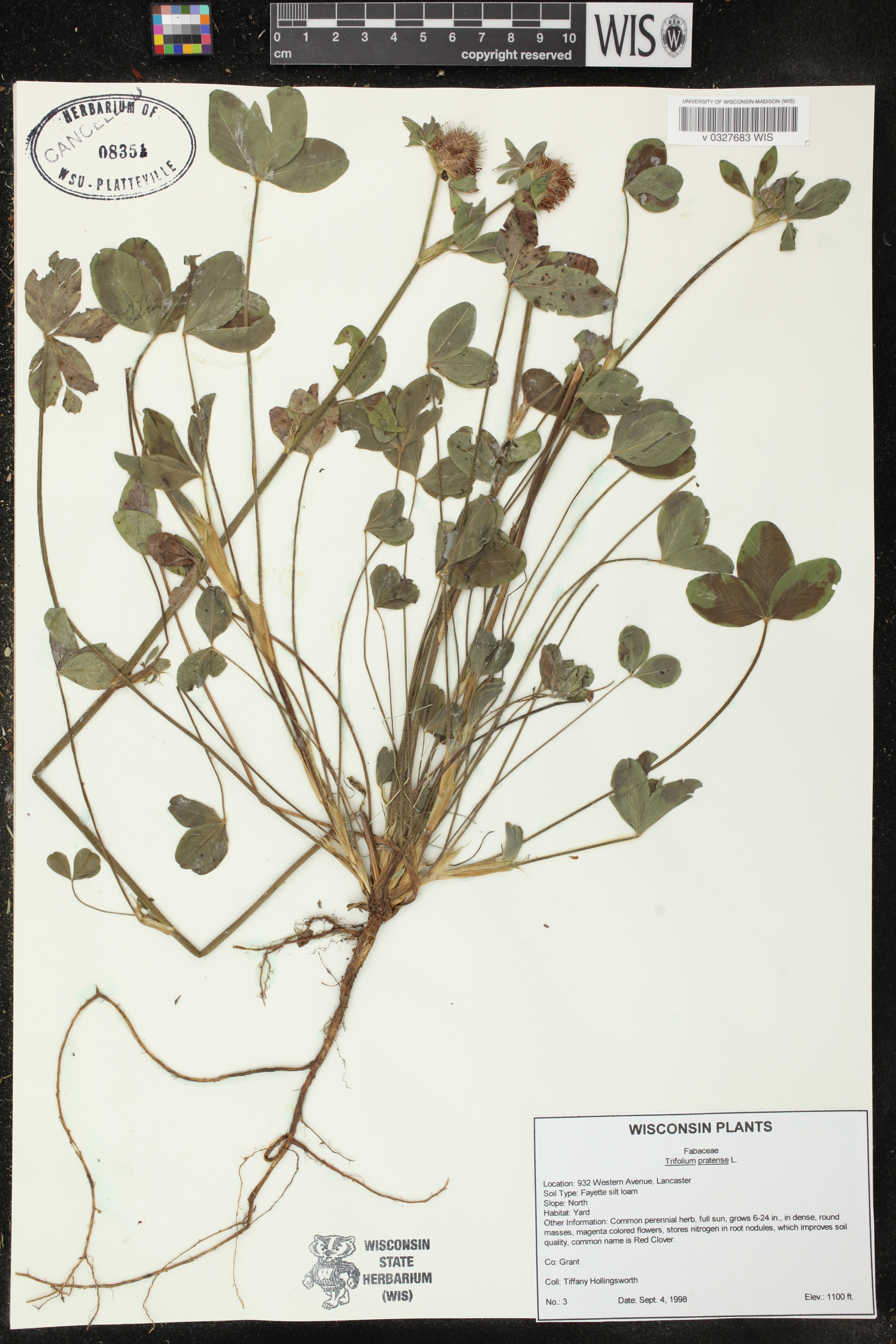 Trifolium pratense image