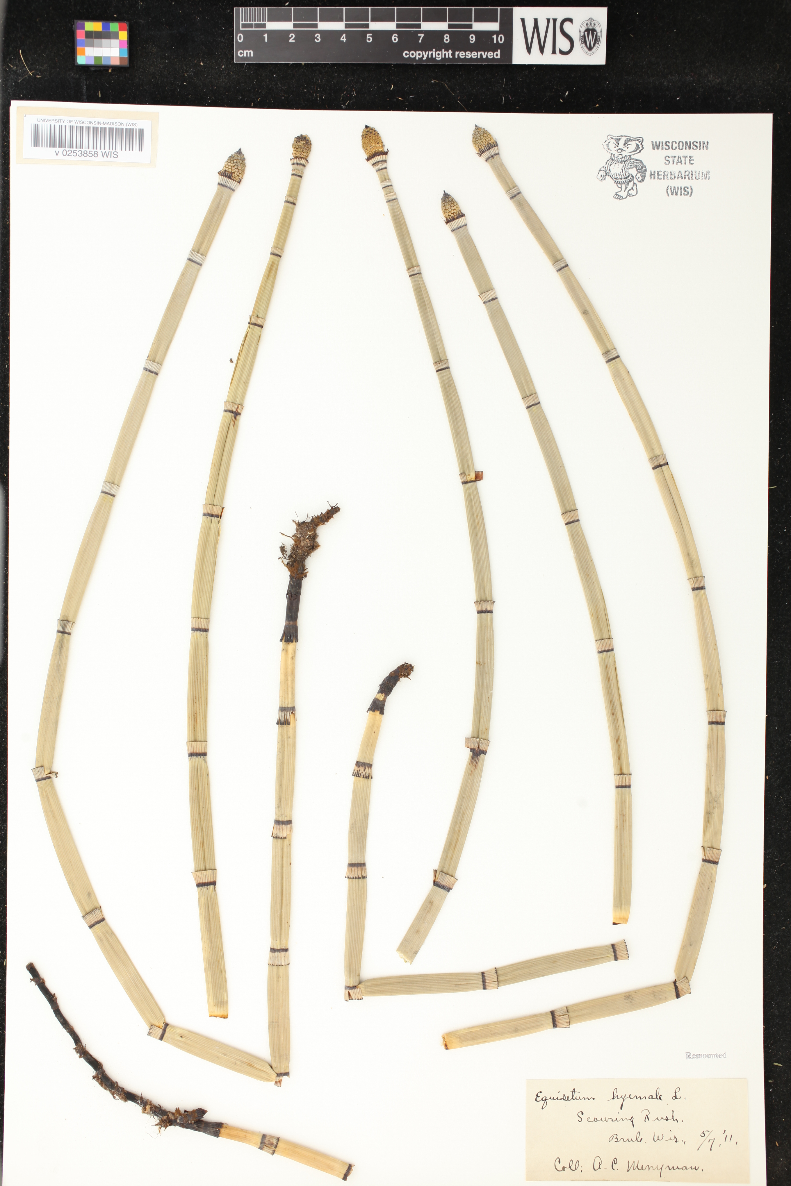 Equisetum hyemale image