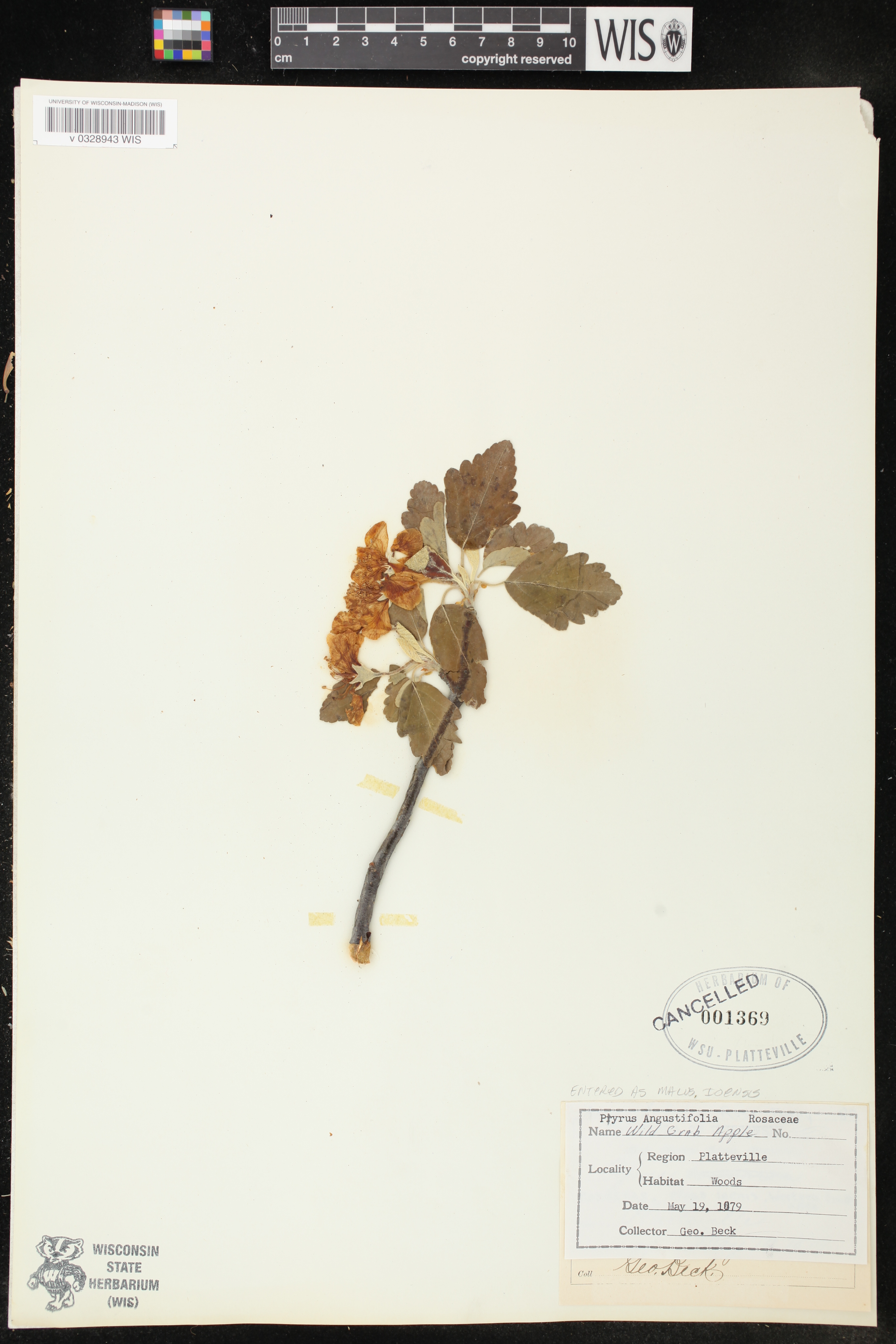 Malus ioensis image