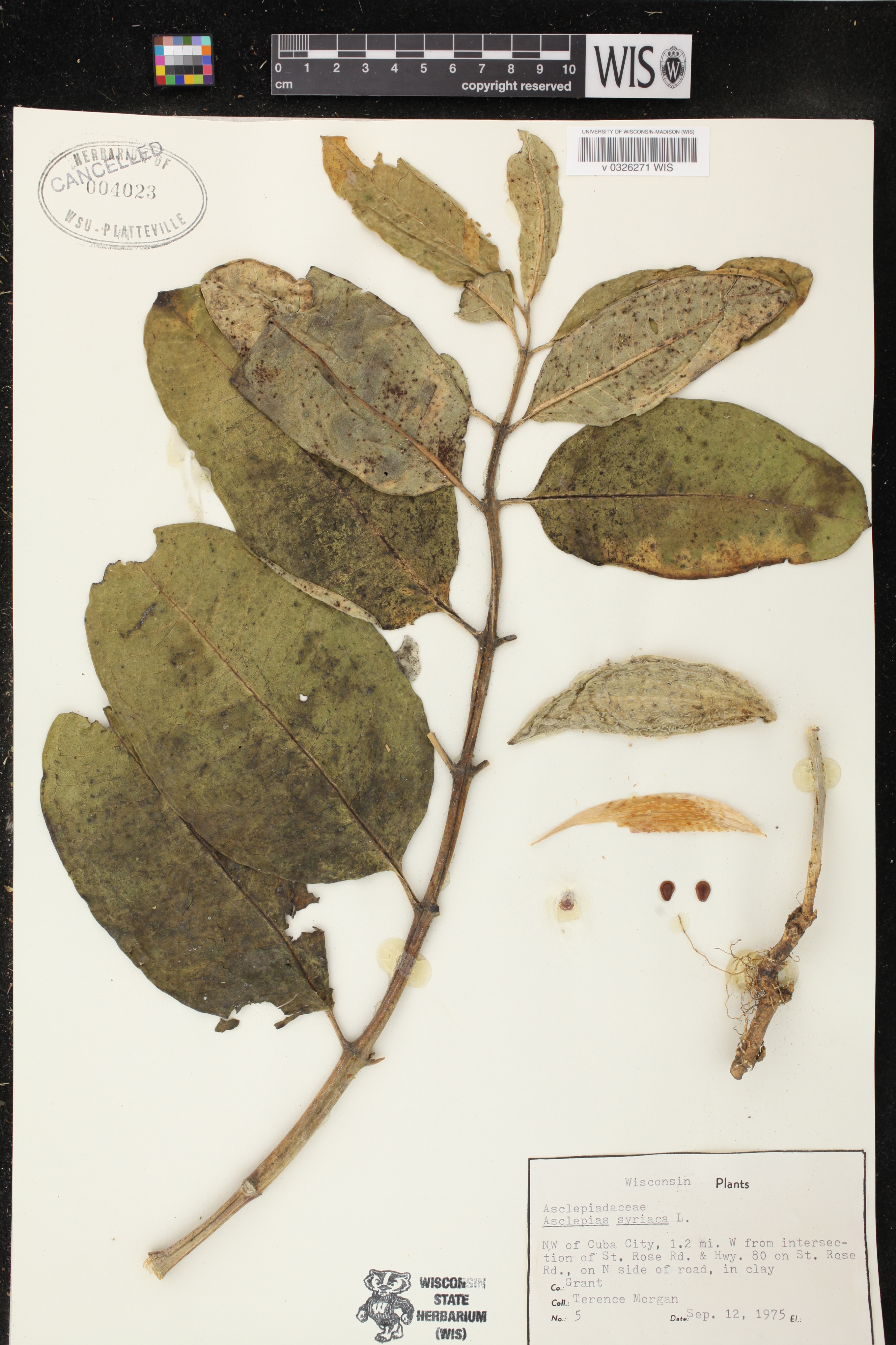 Asclepias syriaca image