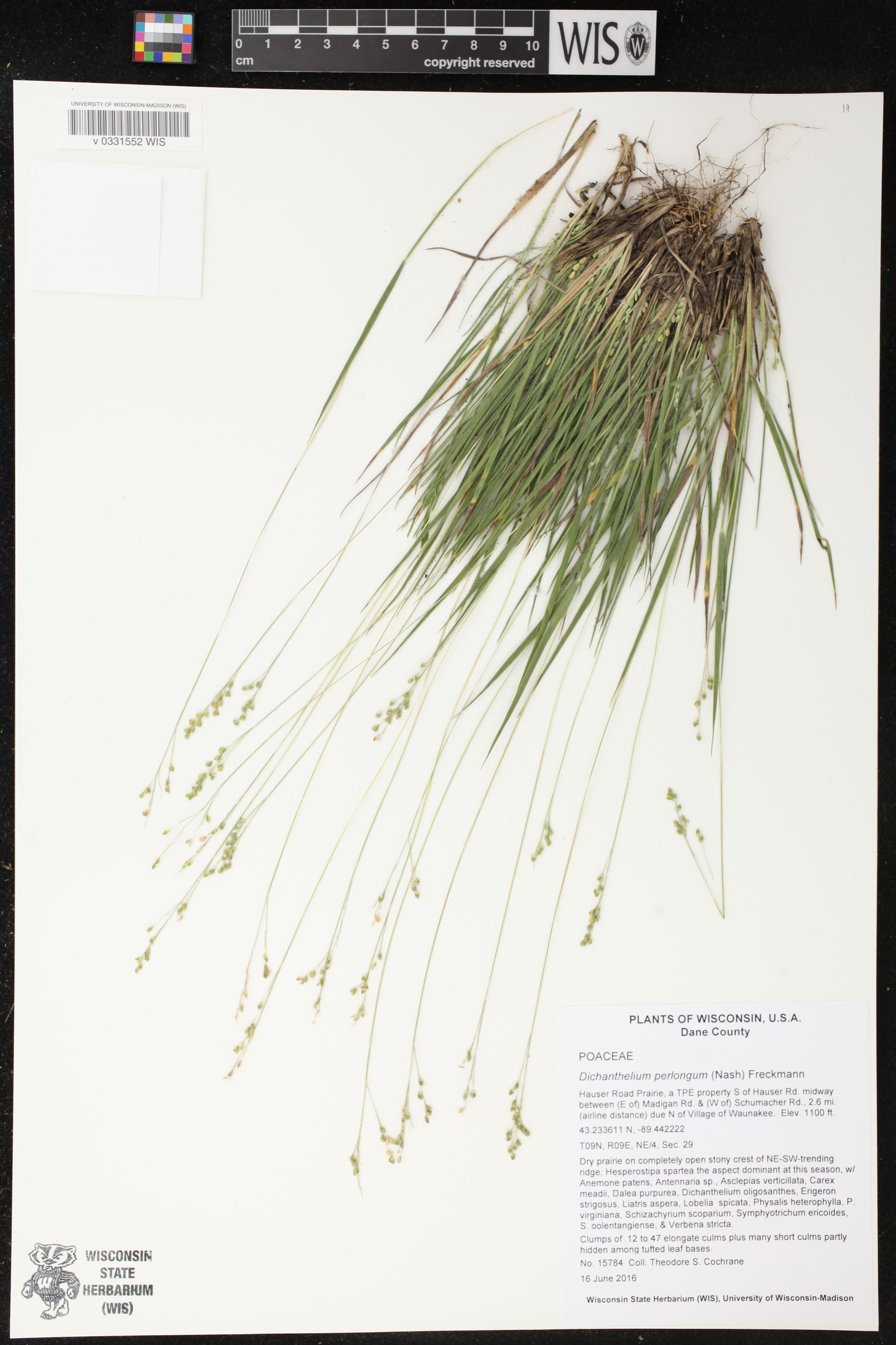 Dichanthelium perlongum image