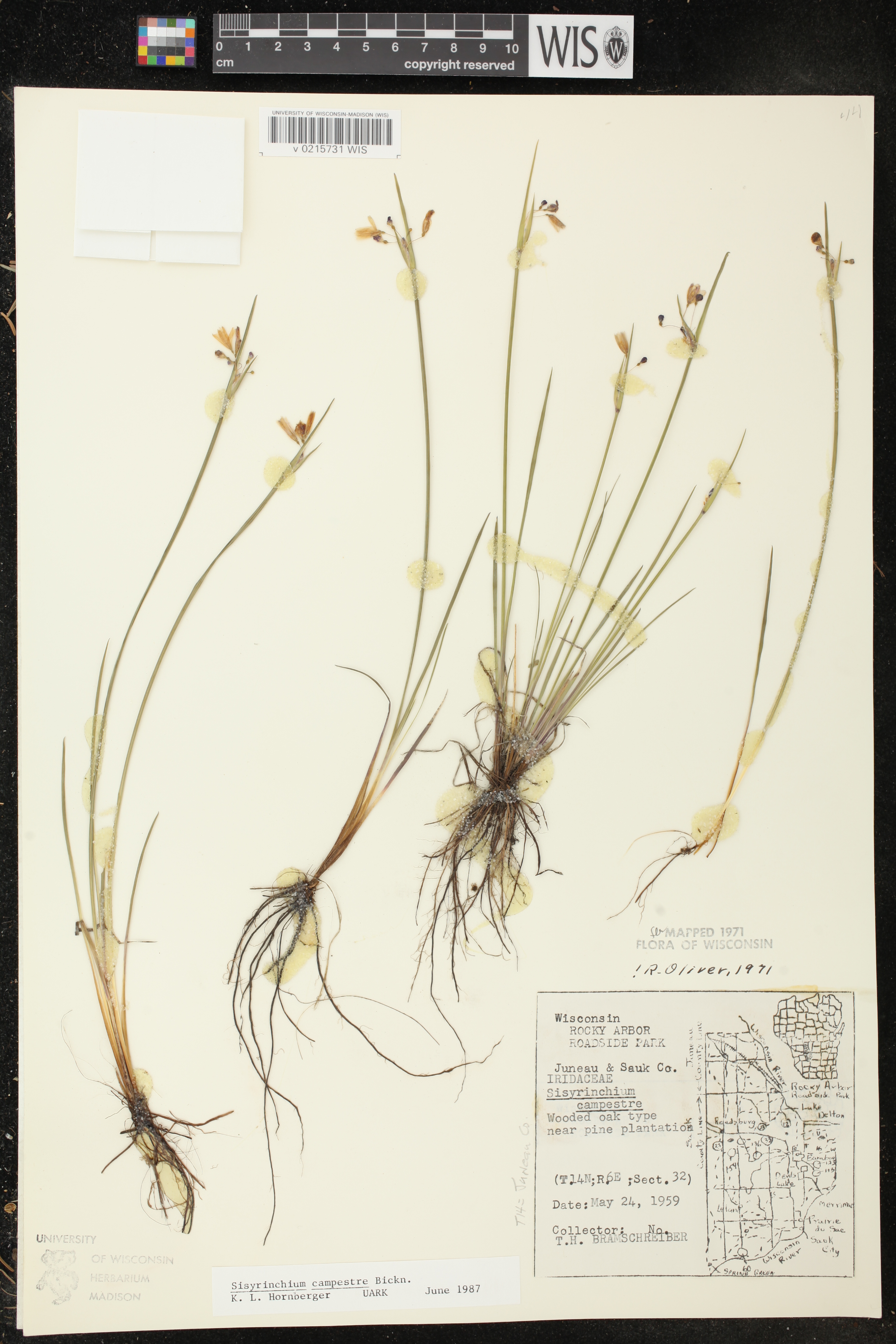 Sisyrinchium campestre image