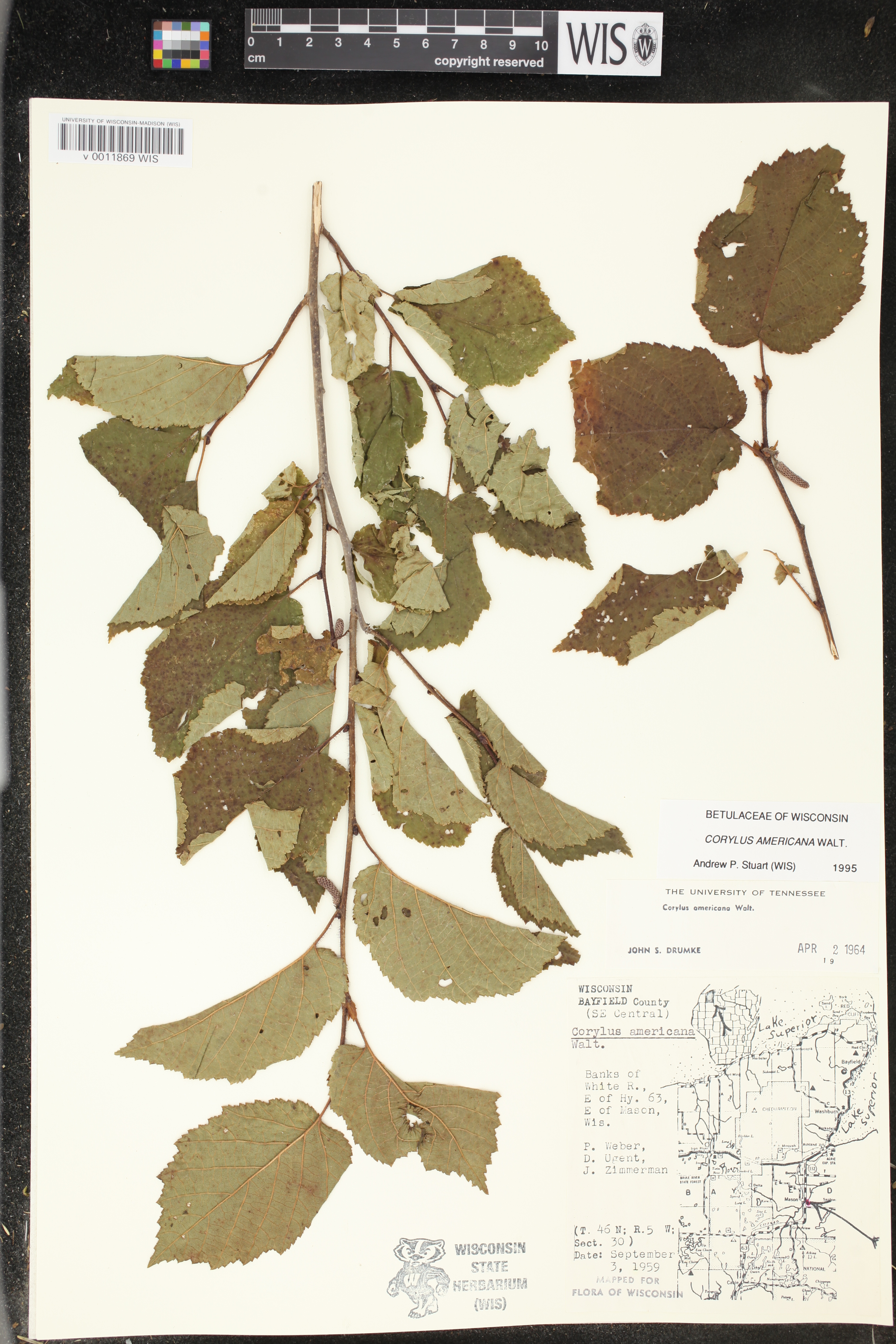 Corylus americana image