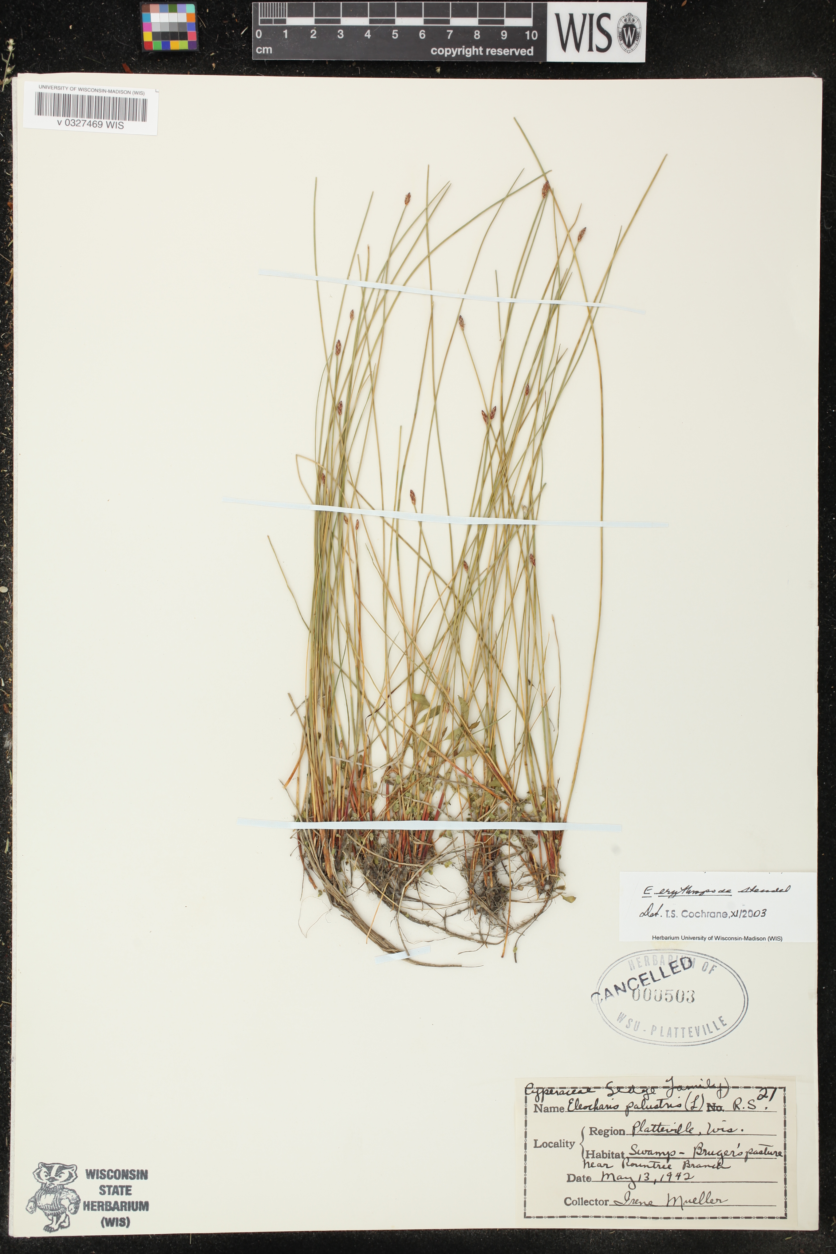 Eleocharis erythropoda image