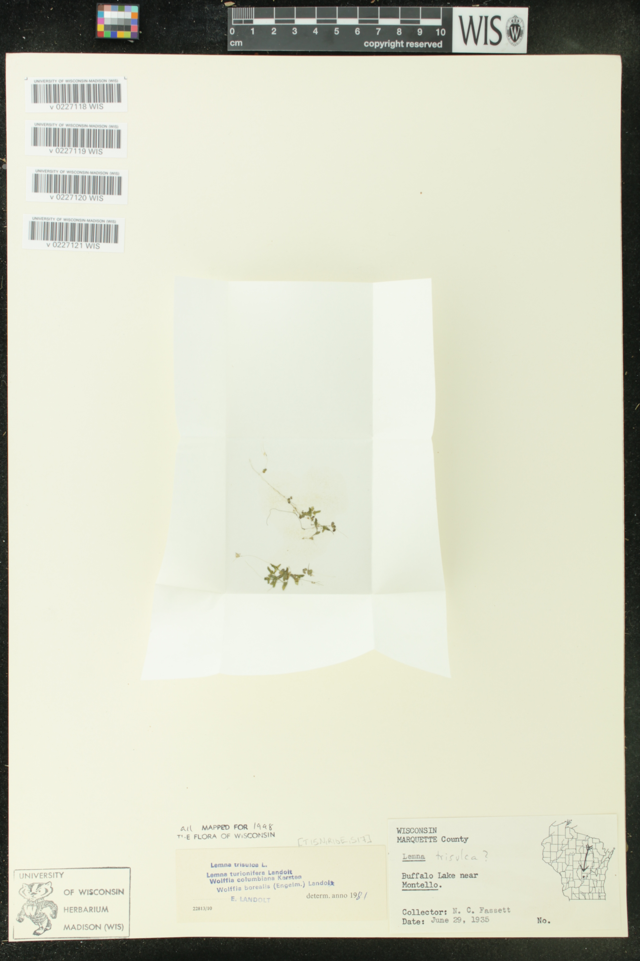 Lemna trisulca image