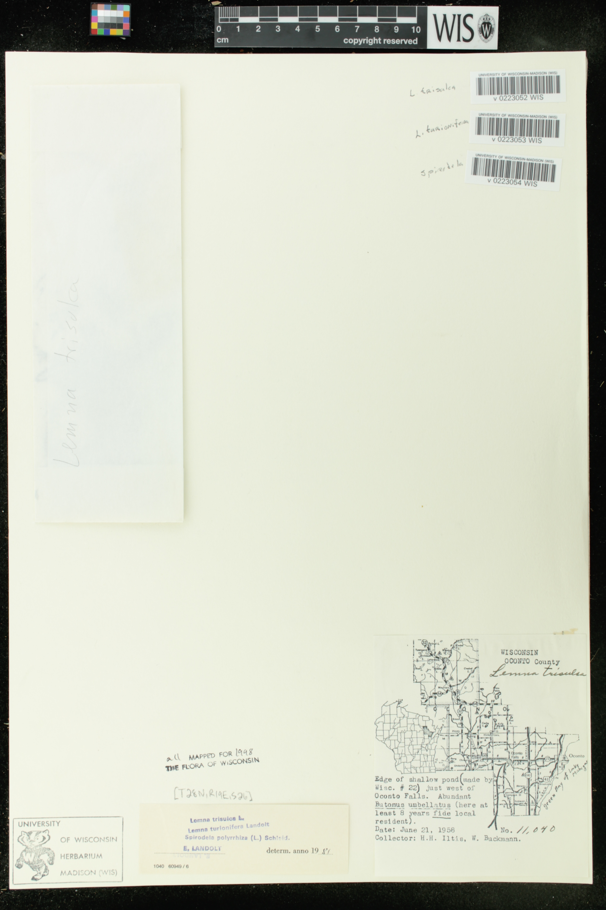 Lemna turionifera image