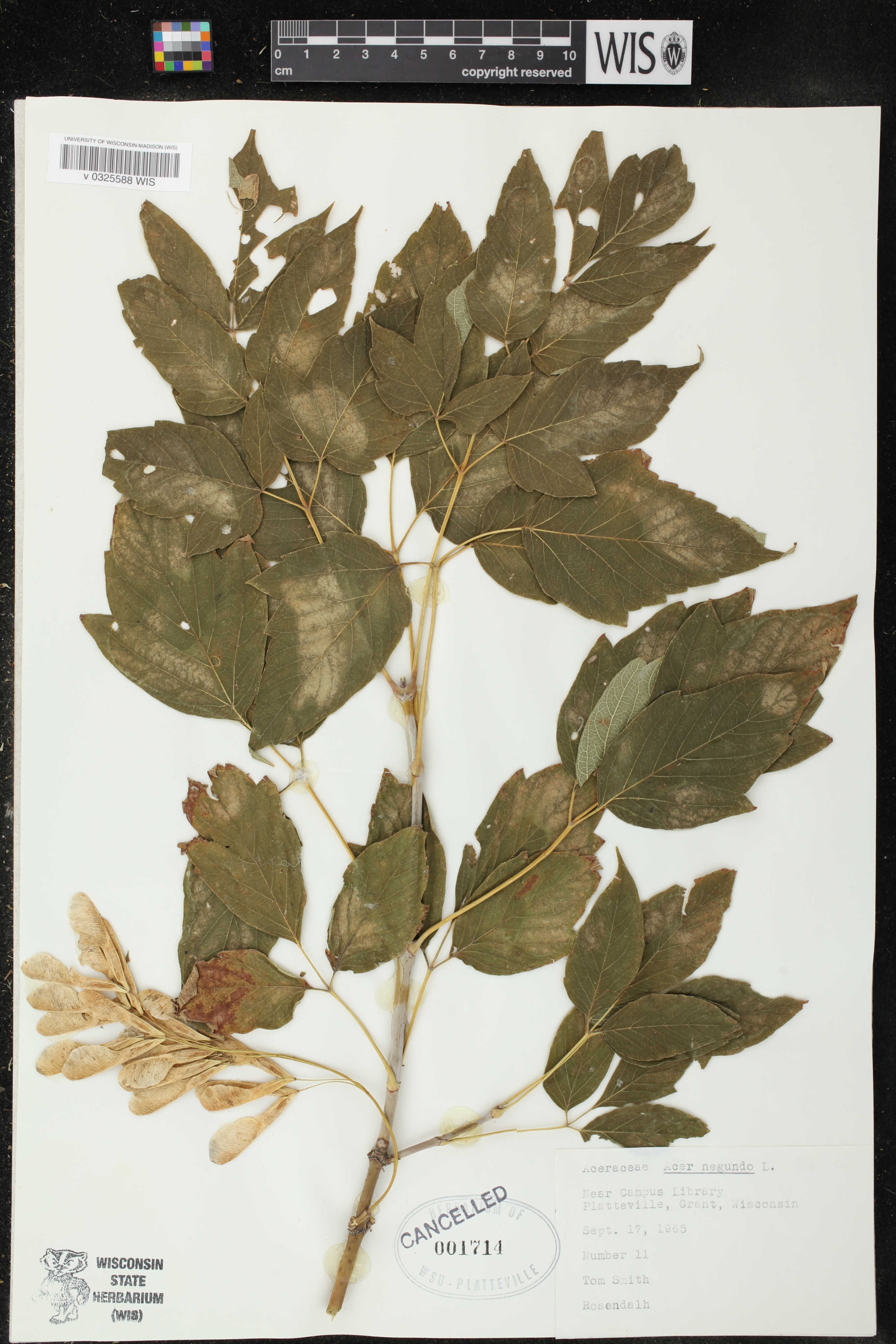 Acer negundo image