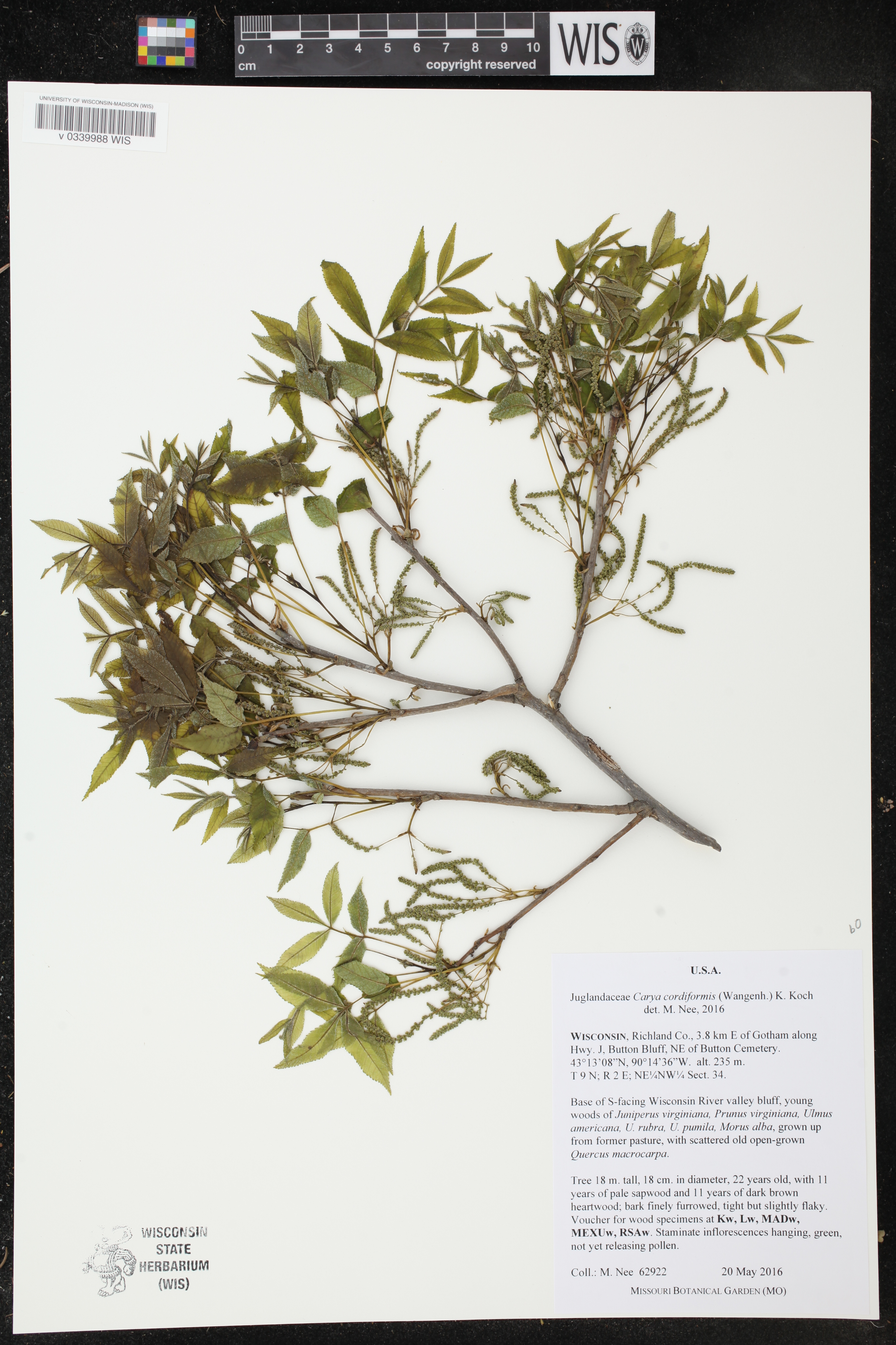 Carya cordiformis image