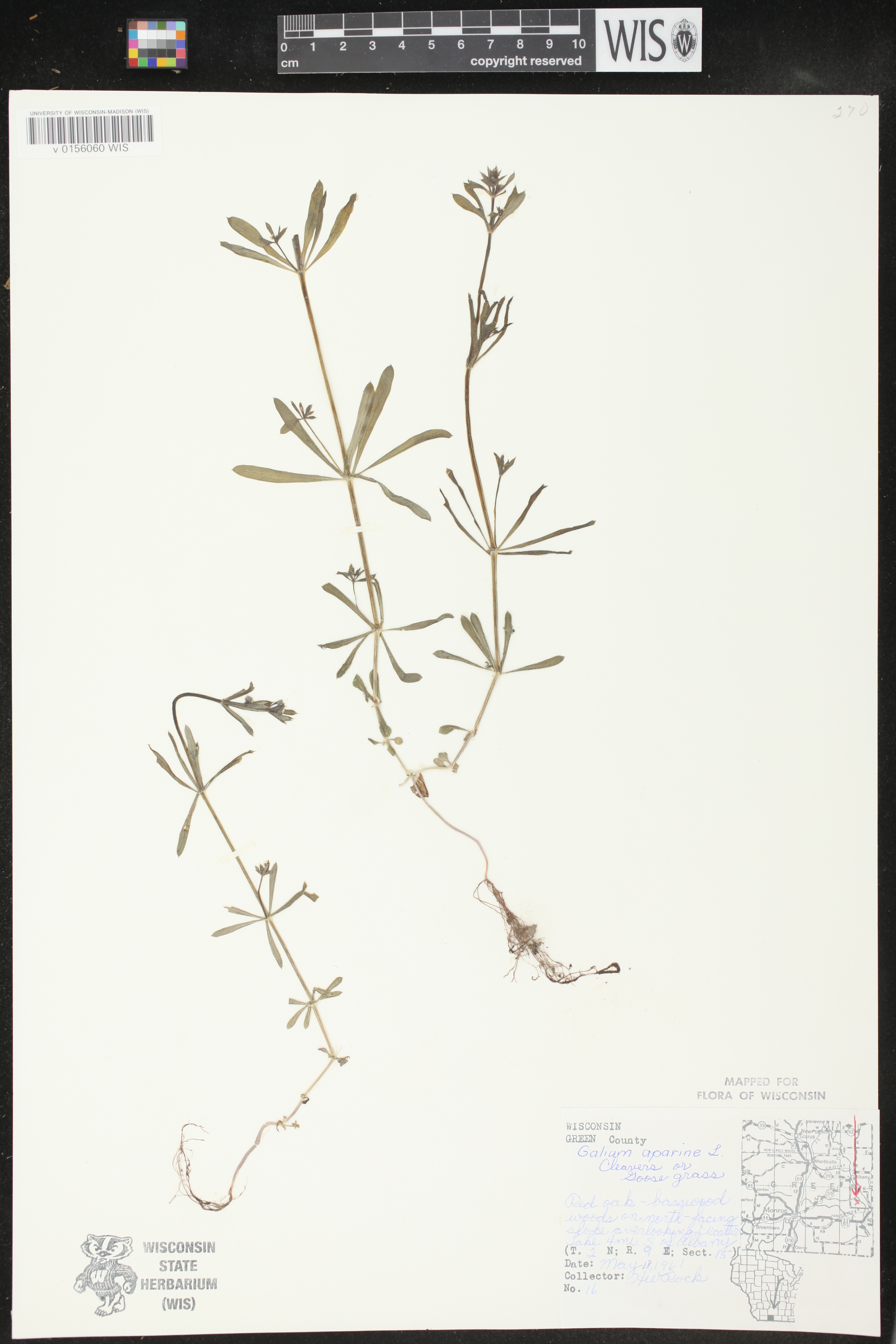 Galium aparine image