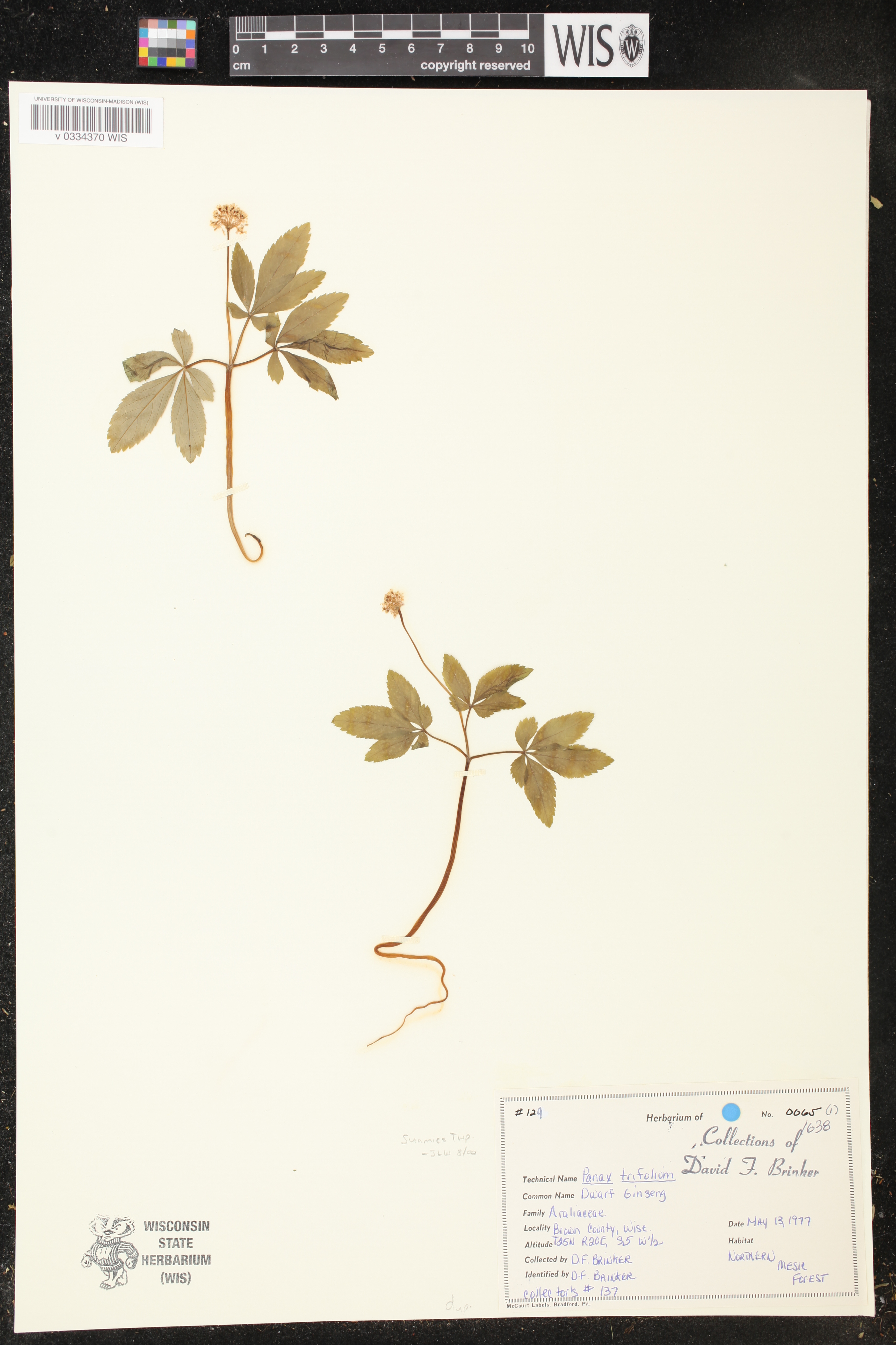 Panax trifolius image