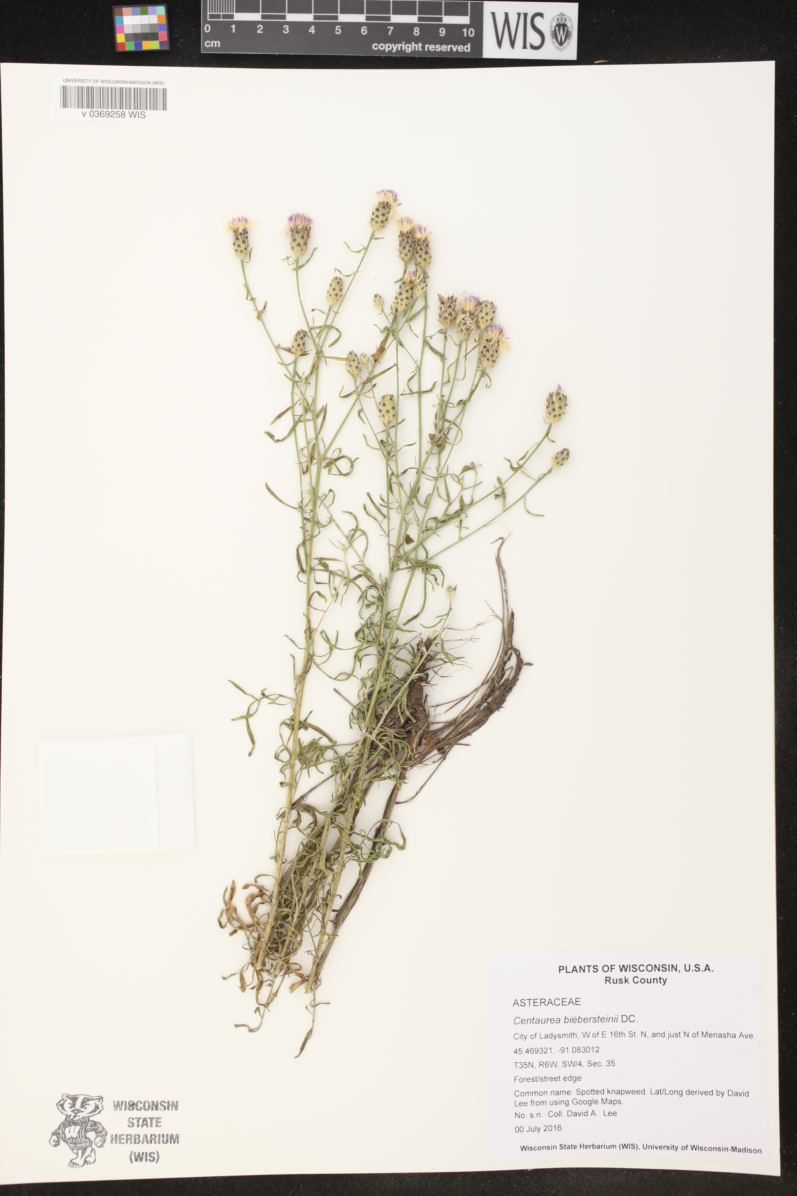Centaurea stoebe image