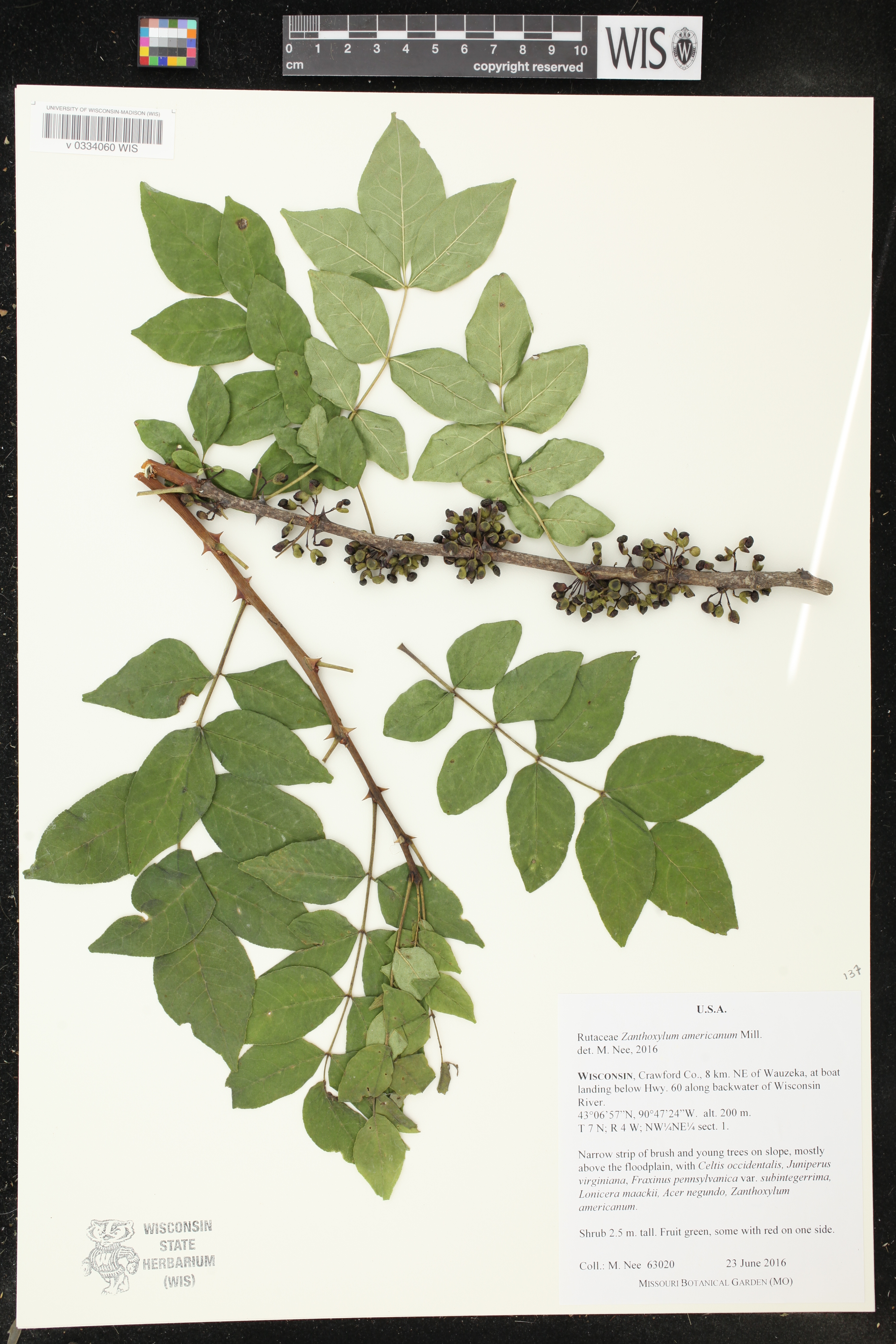 Zanthoxylum americanum image