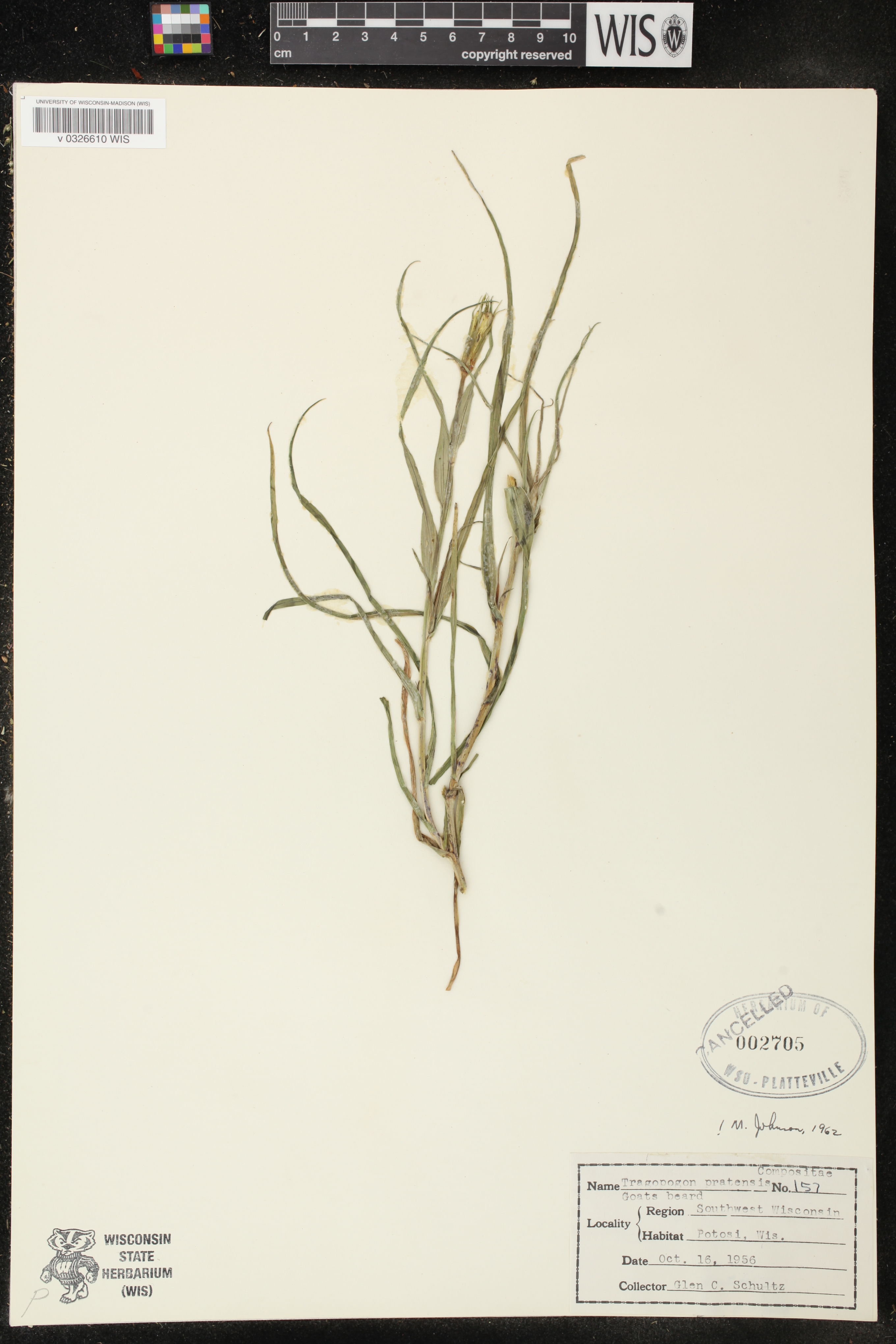 Tragopogon pratensis image
