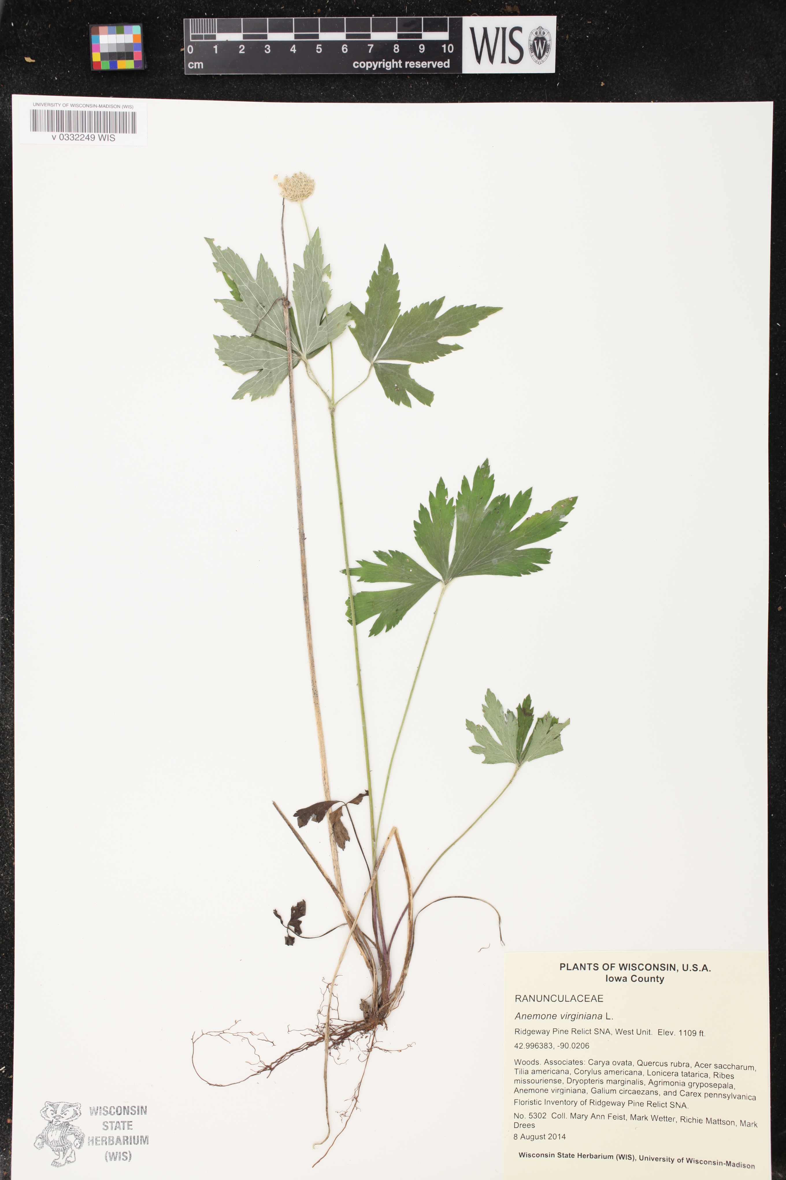 Anemone virginiana image
