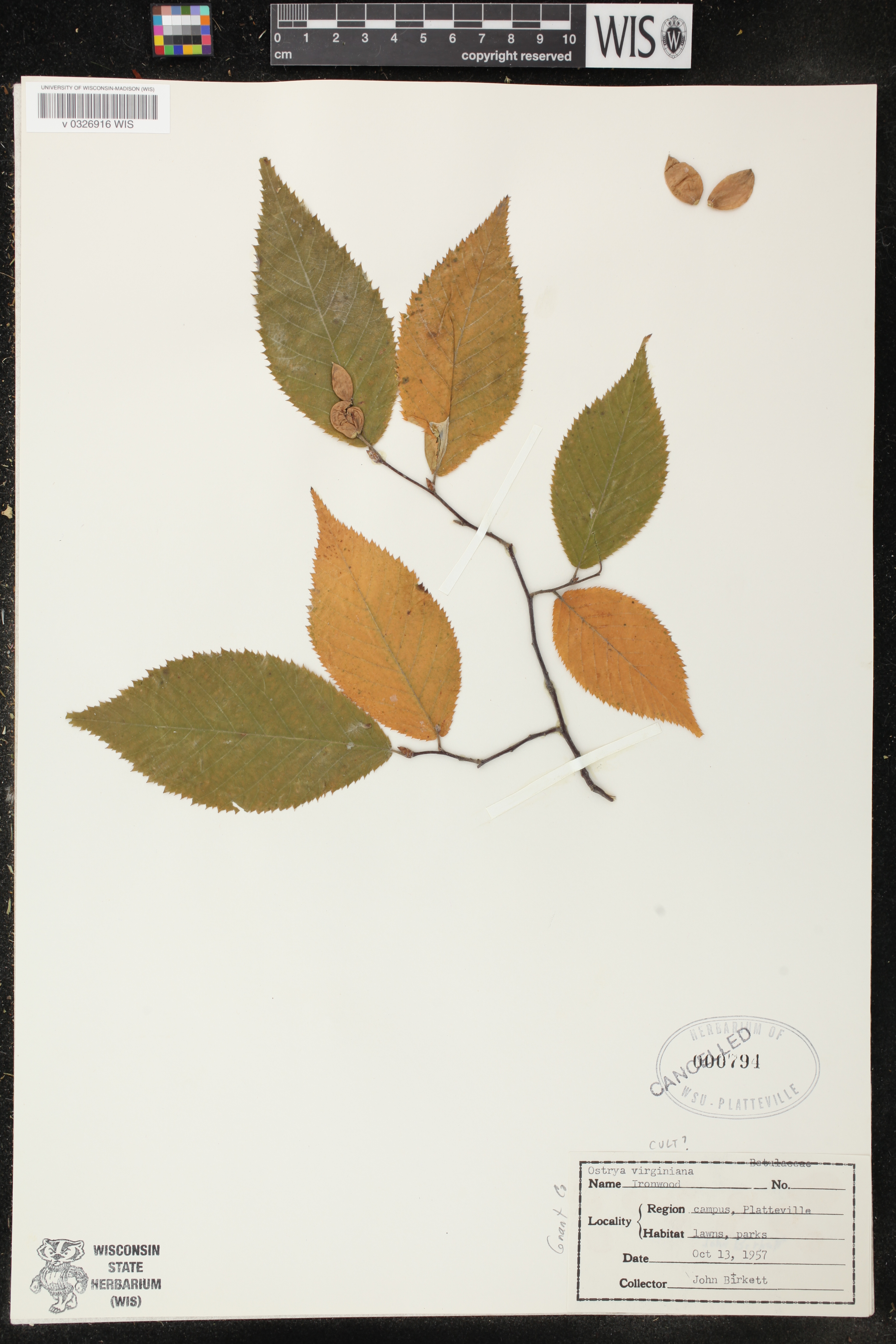 Ostrya virginiana image