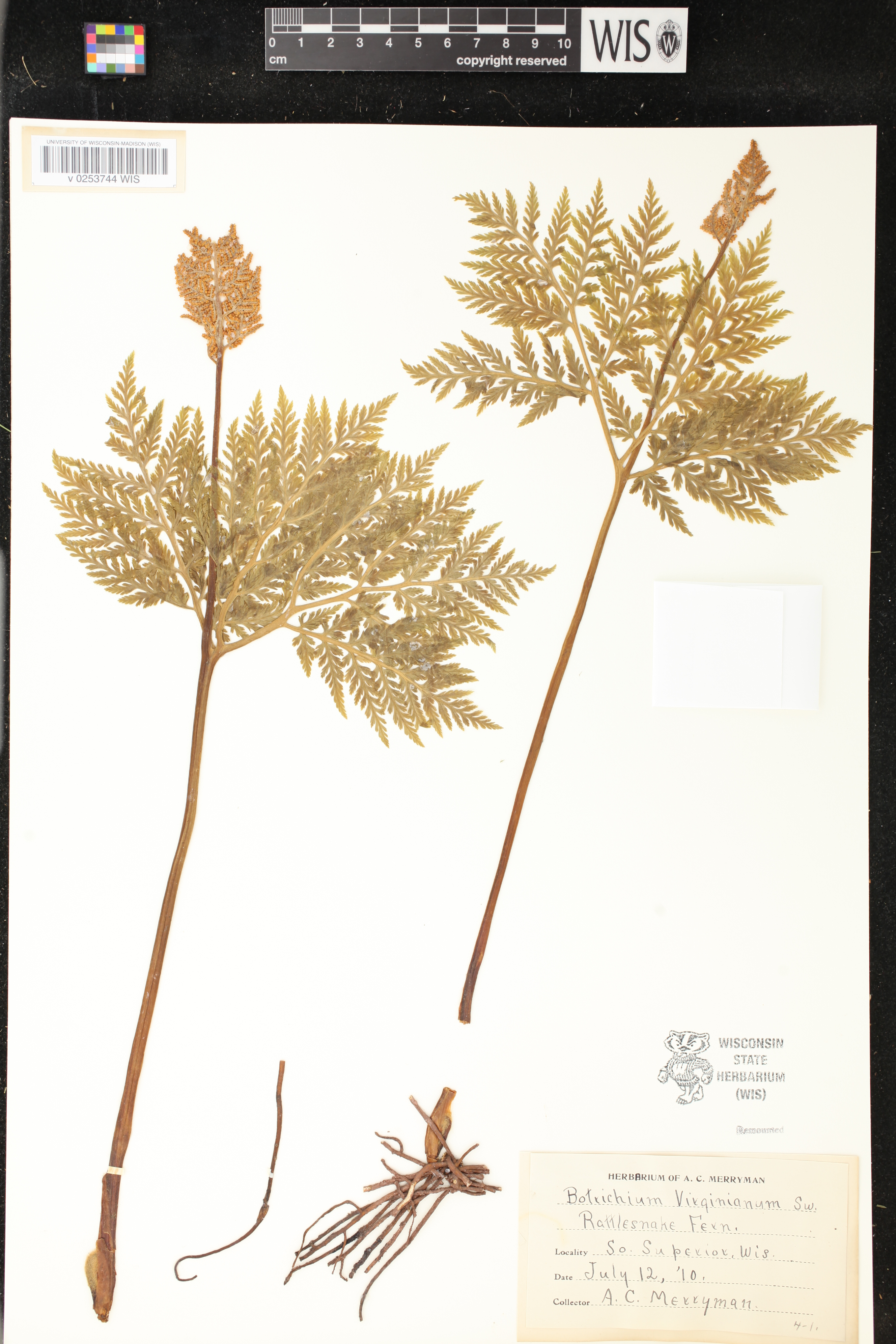 Botrypus virginianus image