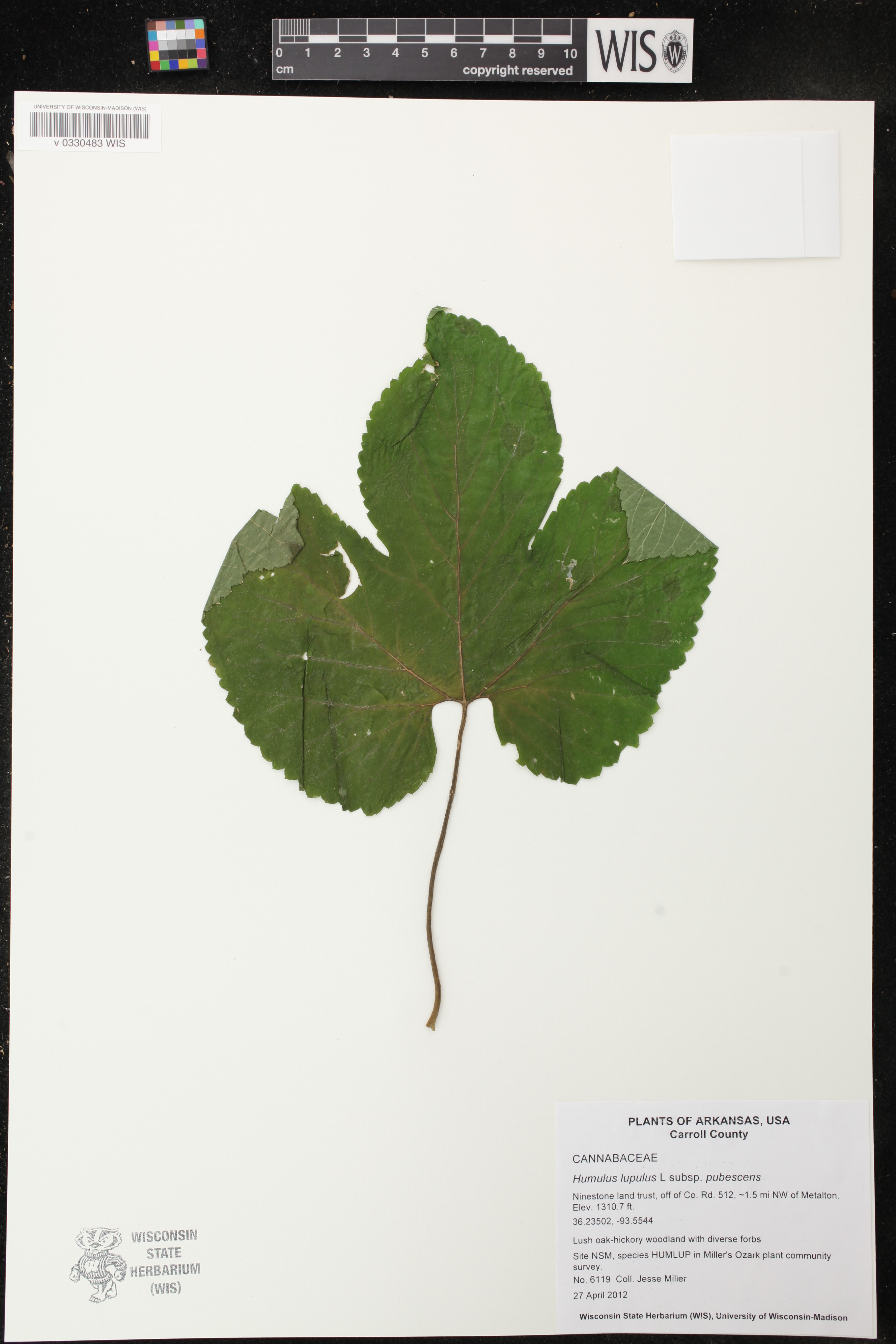 Humulus lupulus var. pubescens image