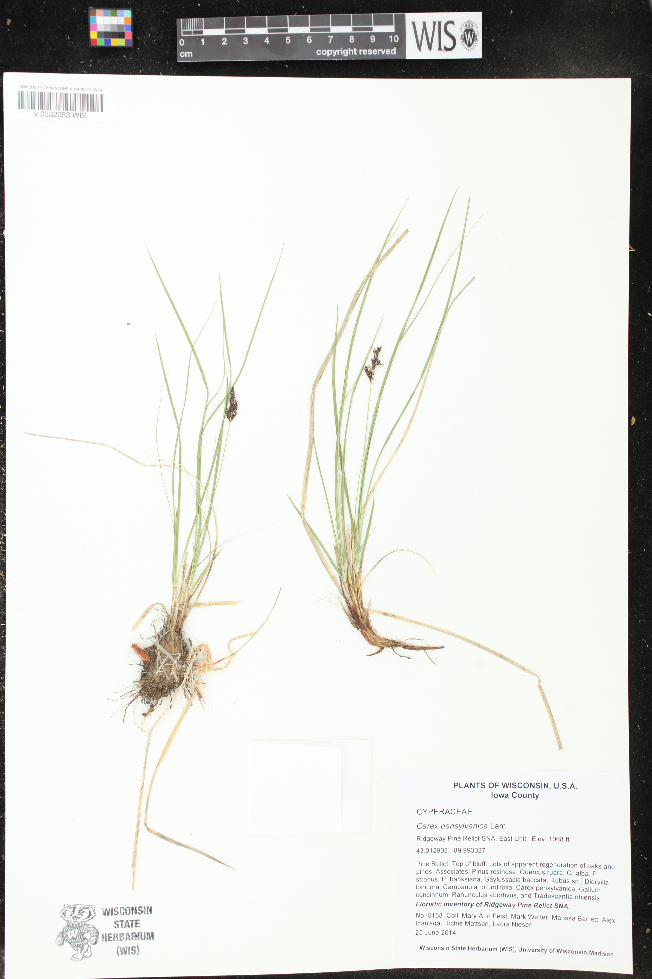 Carex pensylvanica image