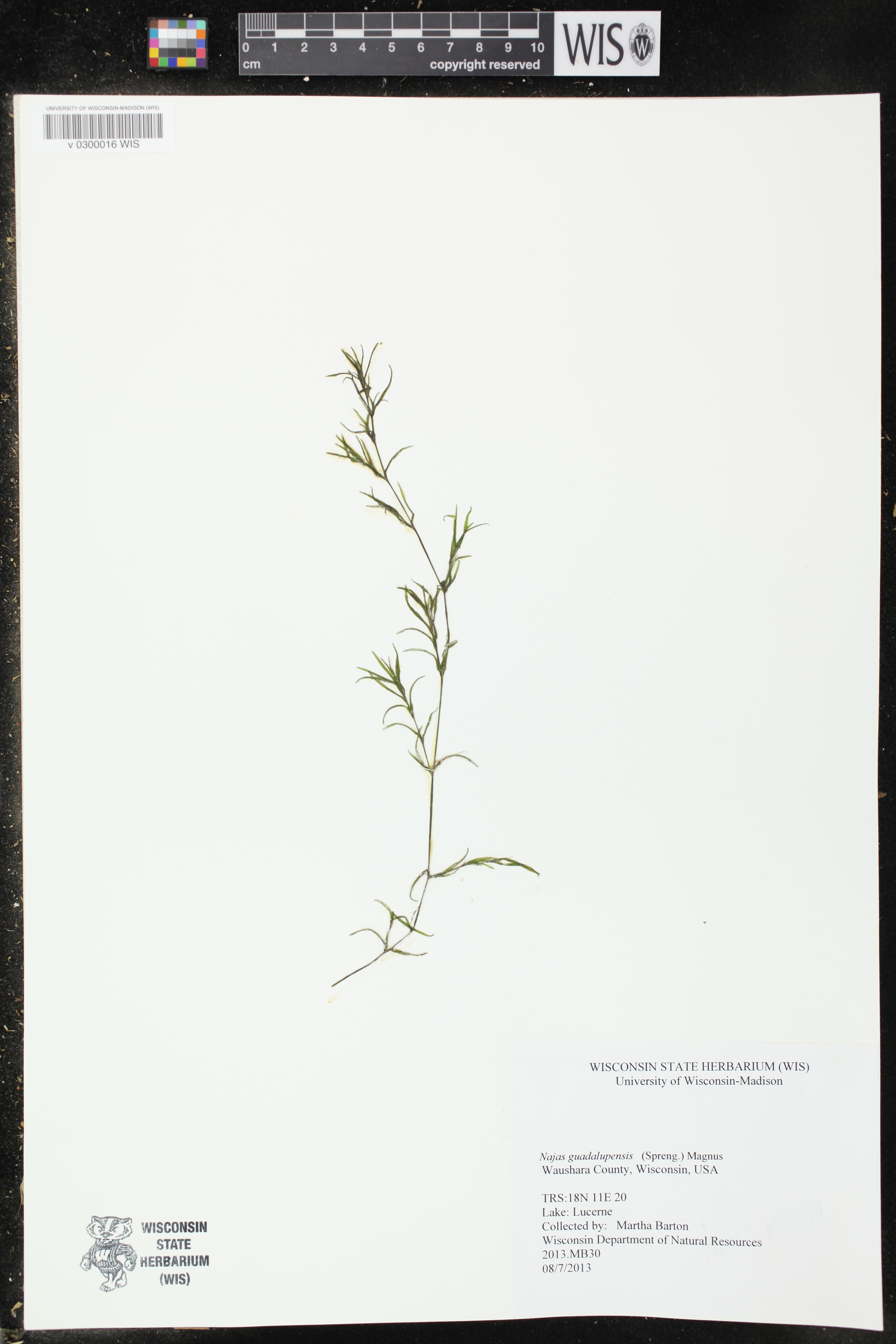 Najas guadalupensis image