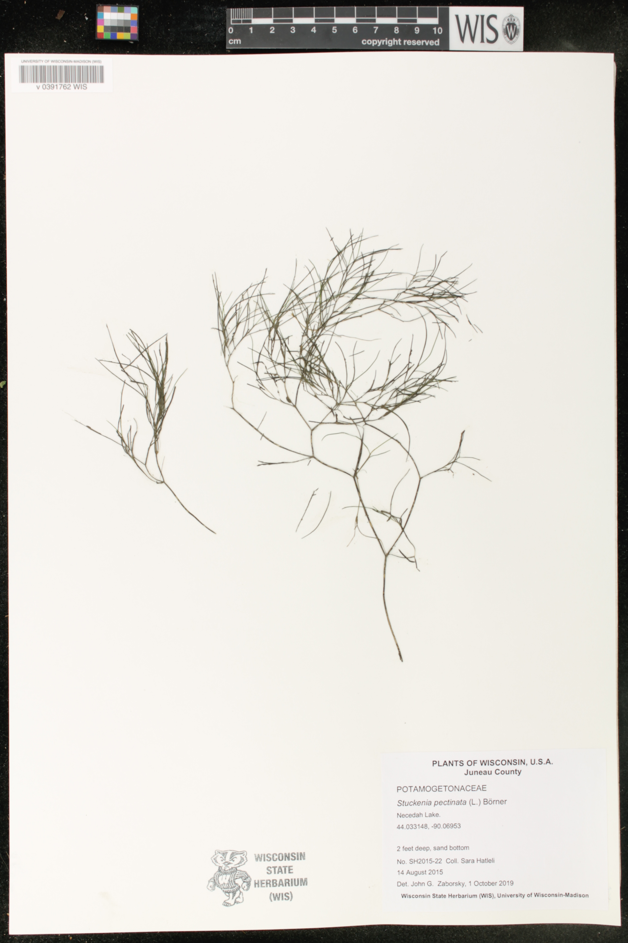 Stuckenia pectinata image