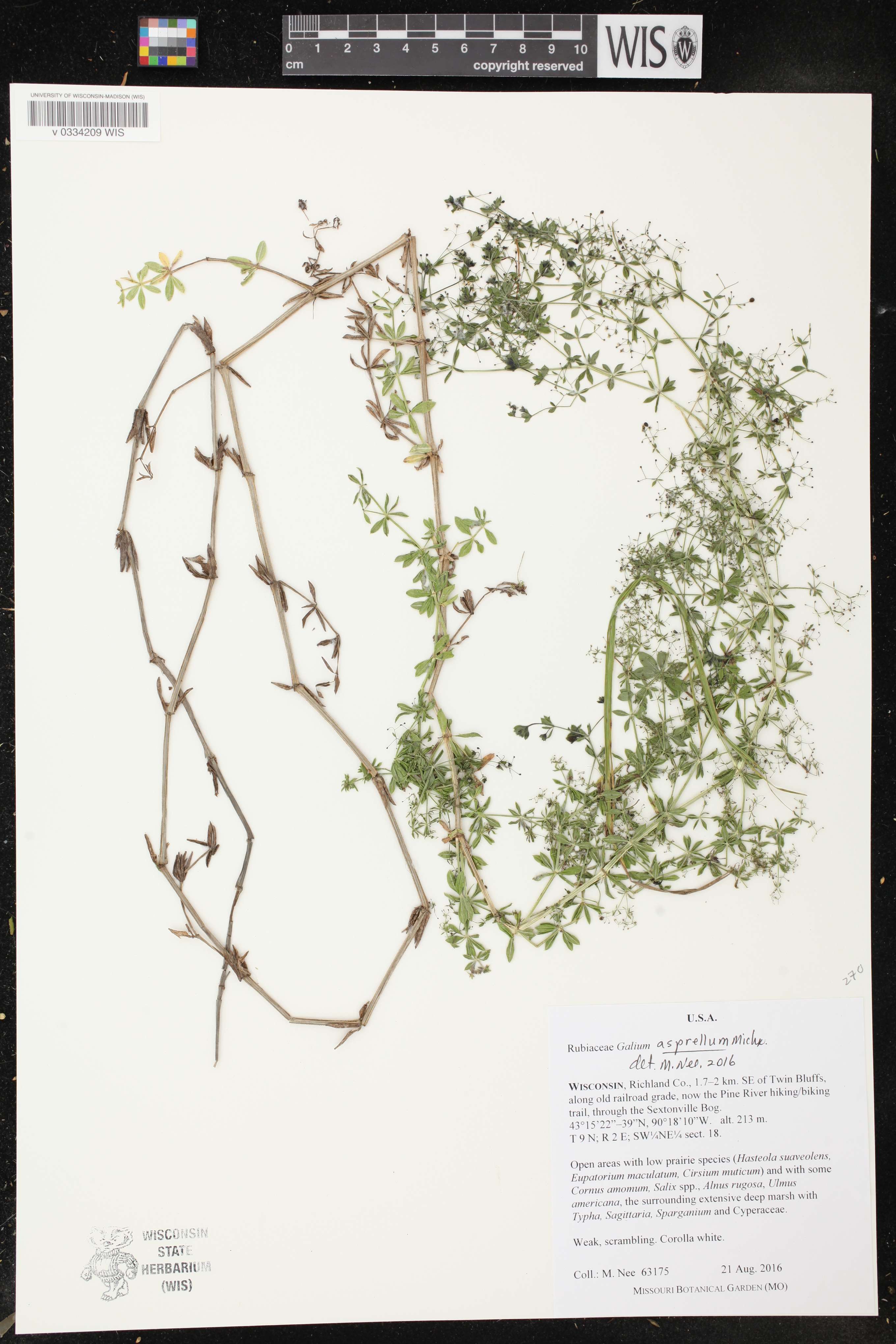 Galium asprellum image