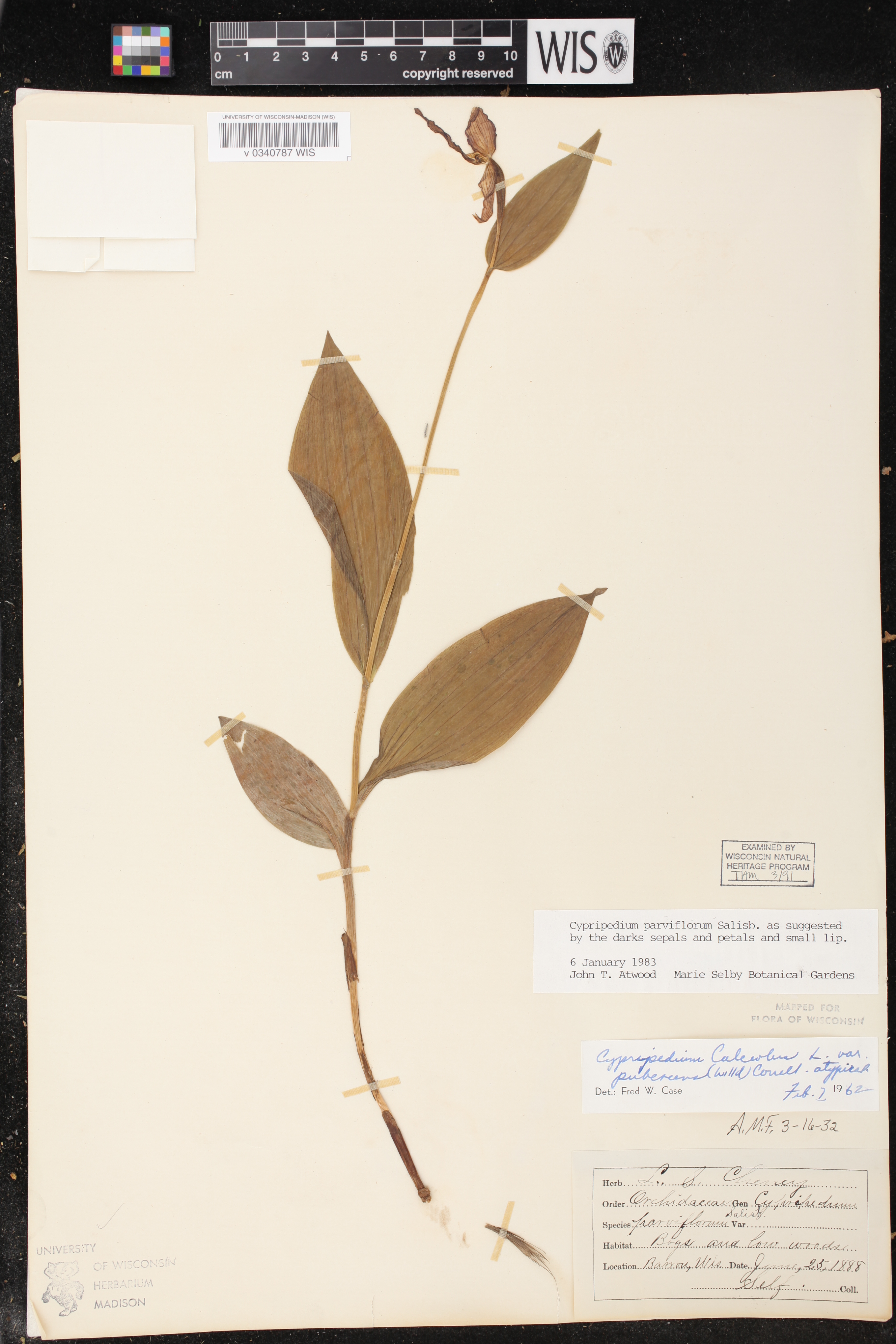 Cypripedium parviflorum image
