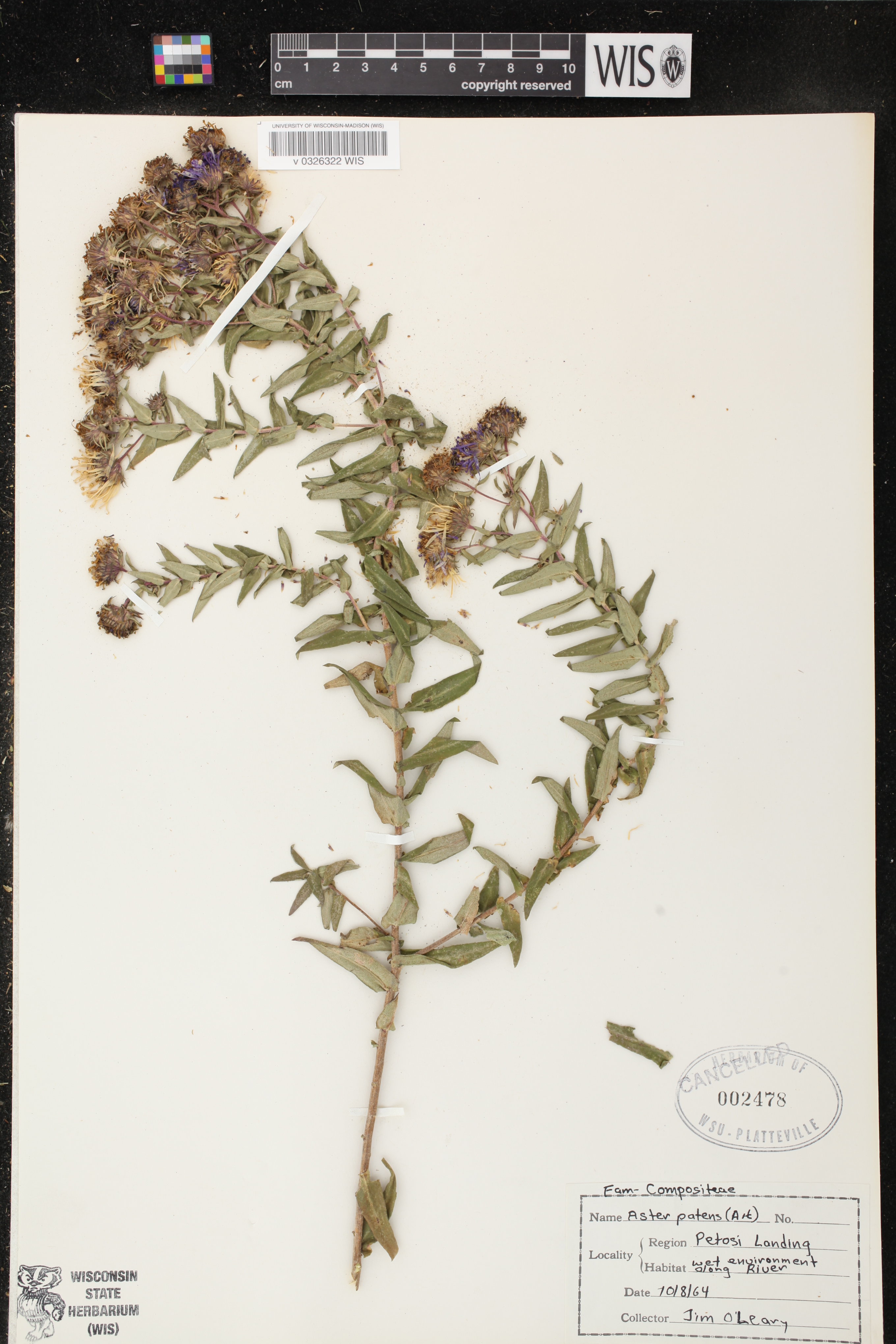 Symphyotrichum novae-angliae image