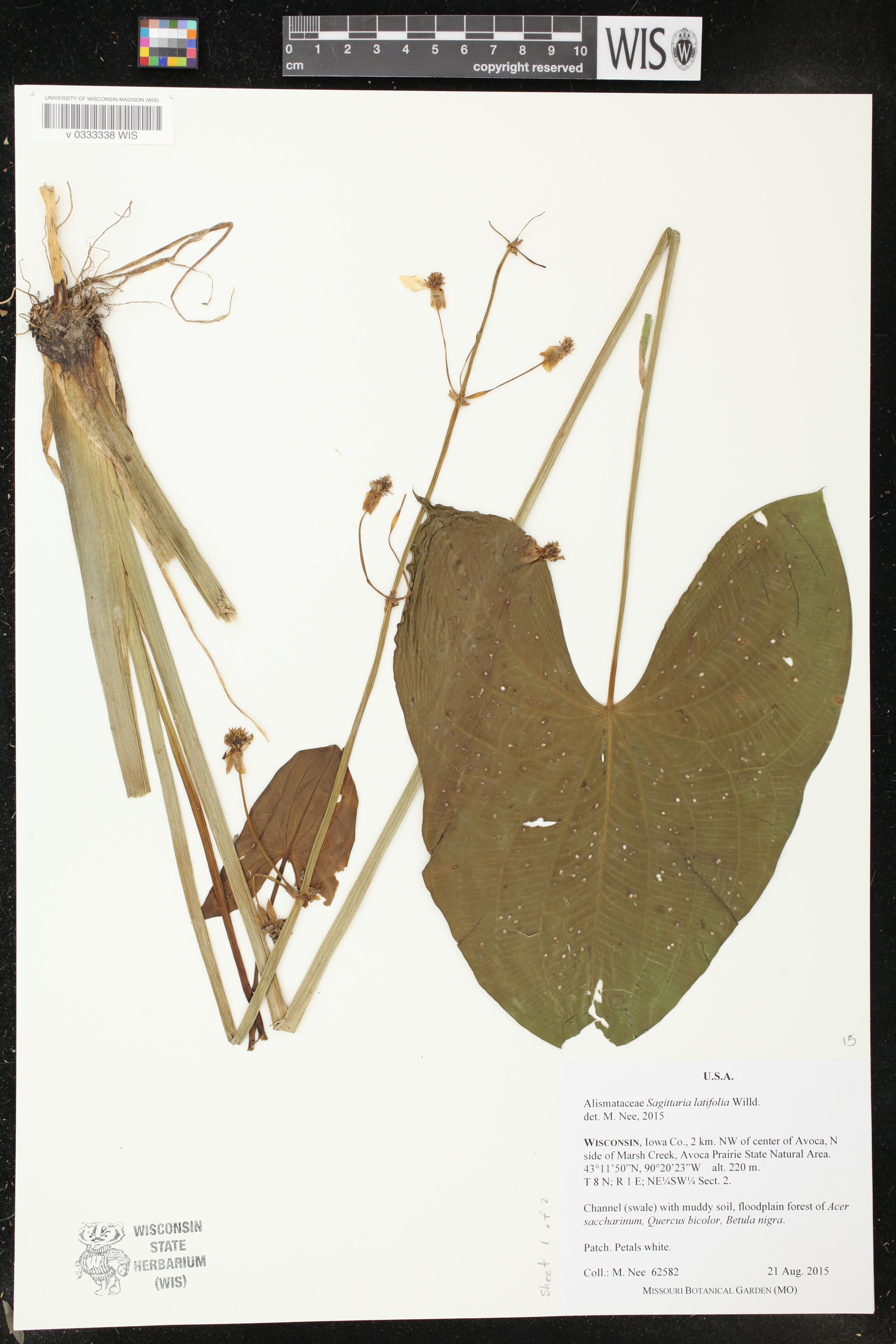 Sagittaria latifolia image
